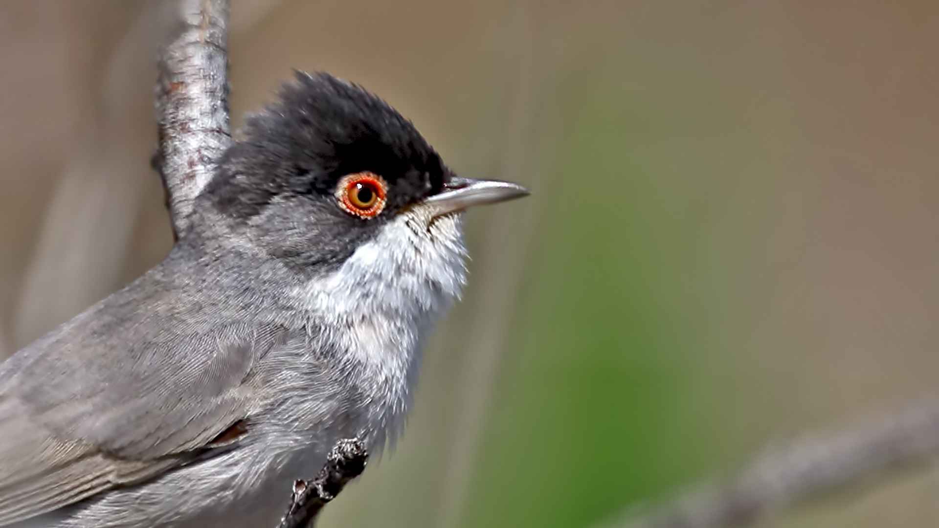 Menetries's Warbler