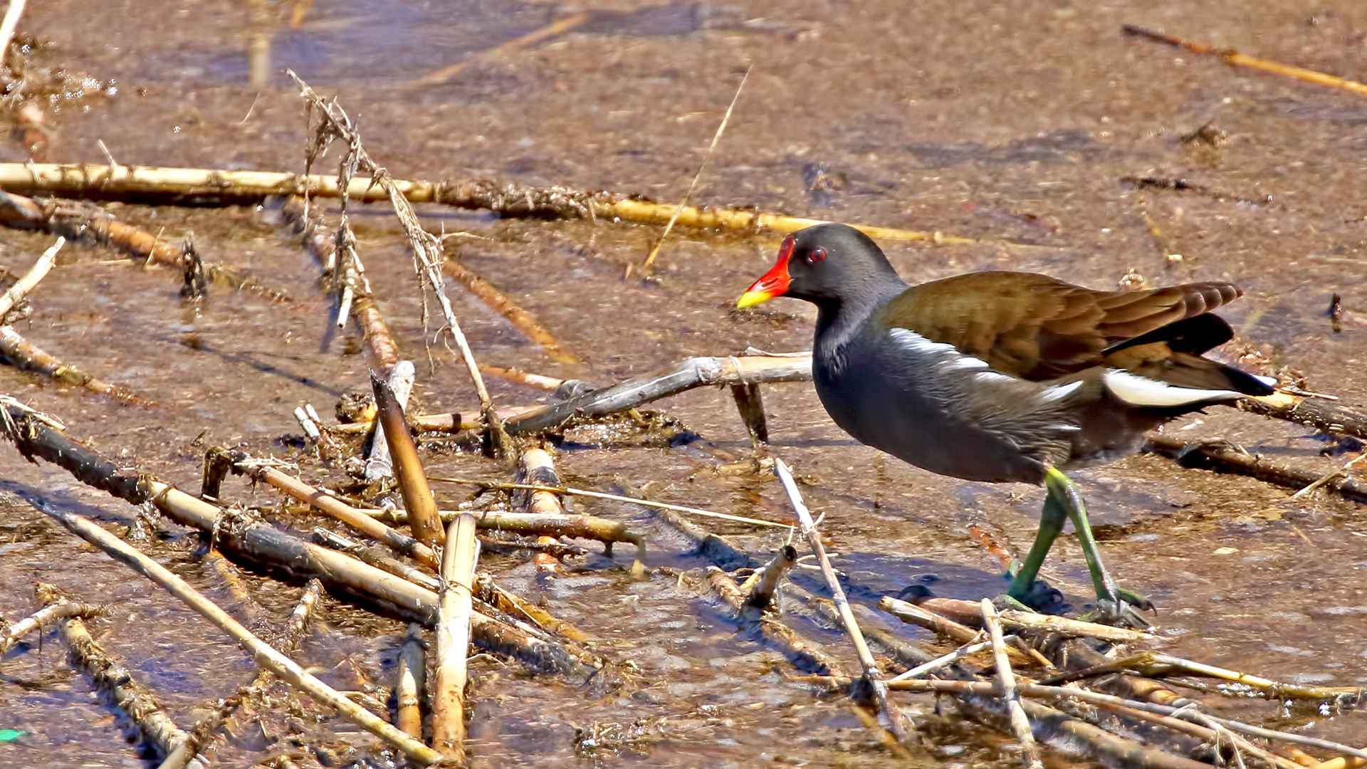 Eurasian Moorhen