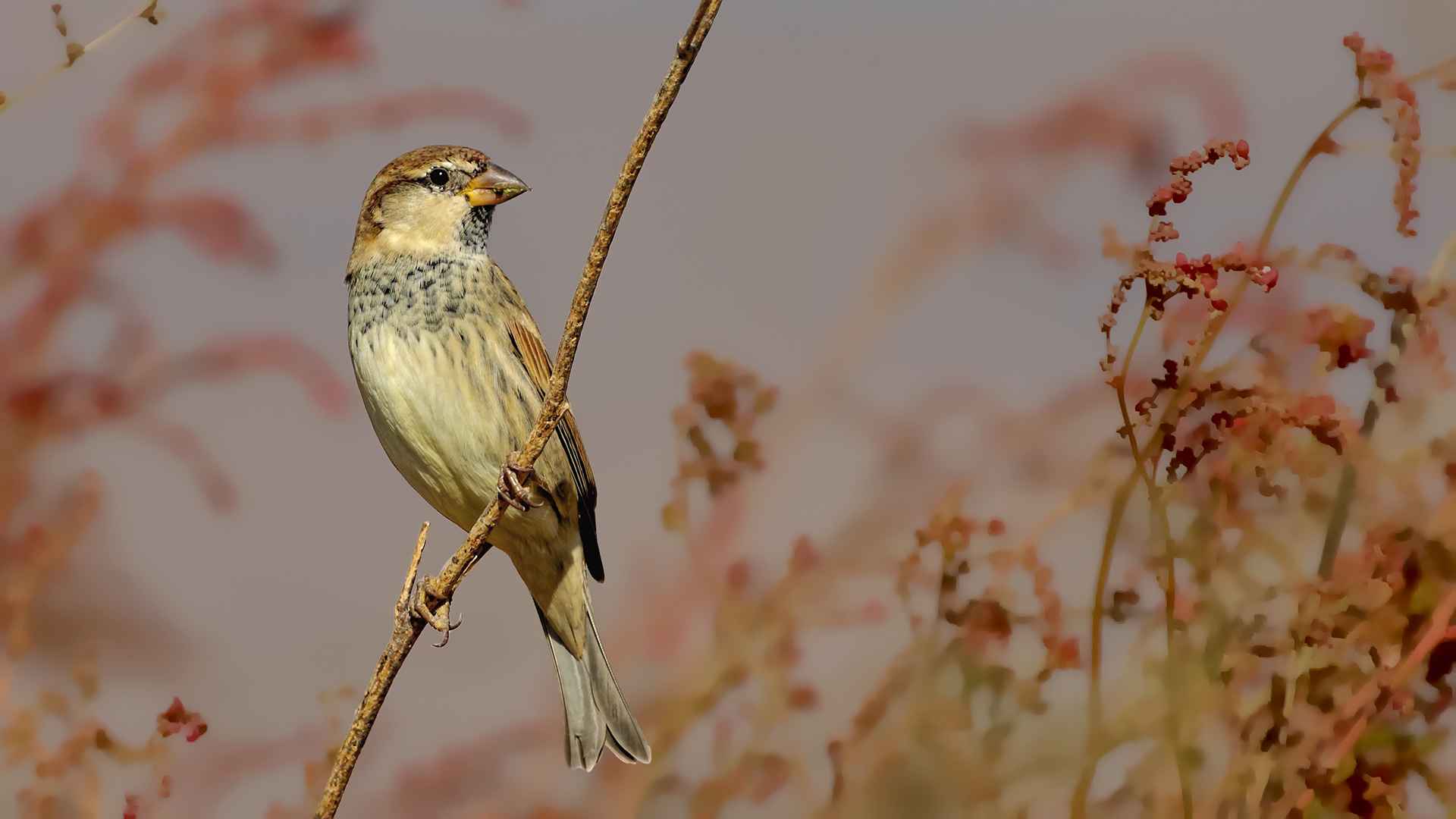 Spanish Sparrow