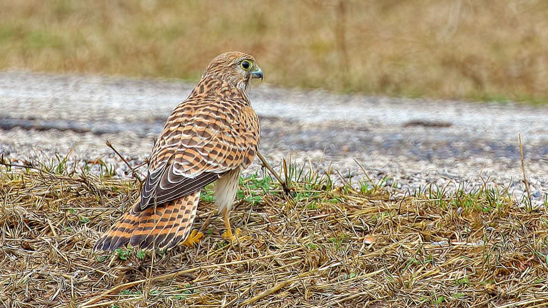 Eurasian Kestrel
