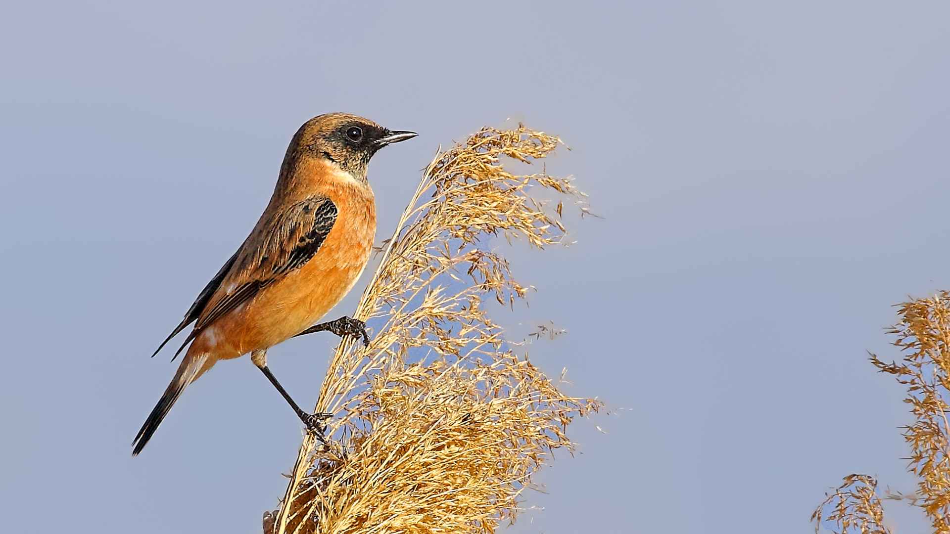 Siberian Stonechat