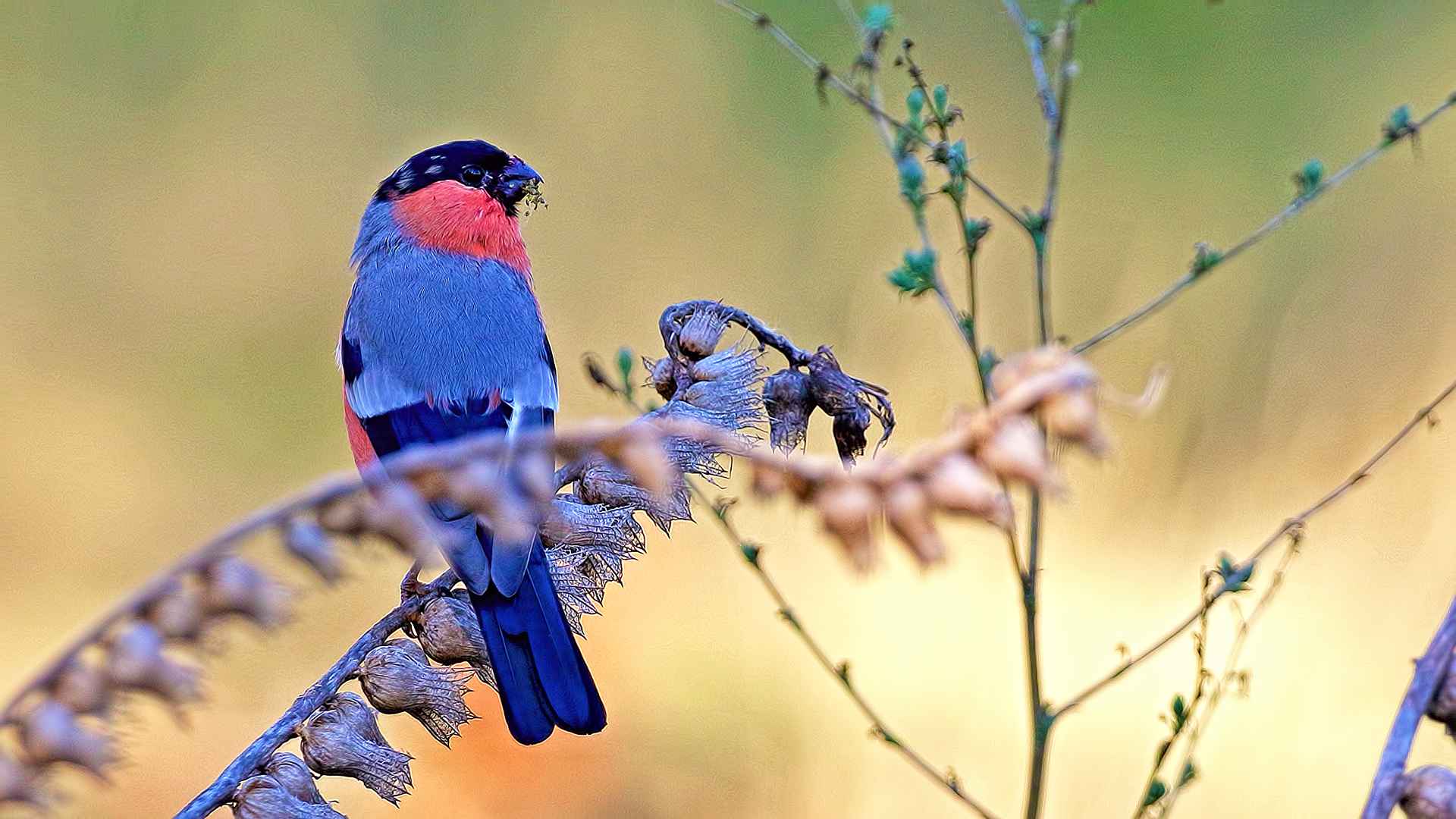 Eurasian Bullfinch