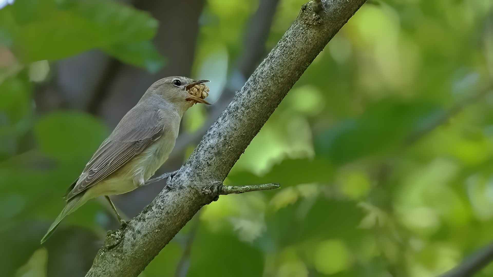 Garden Warbler