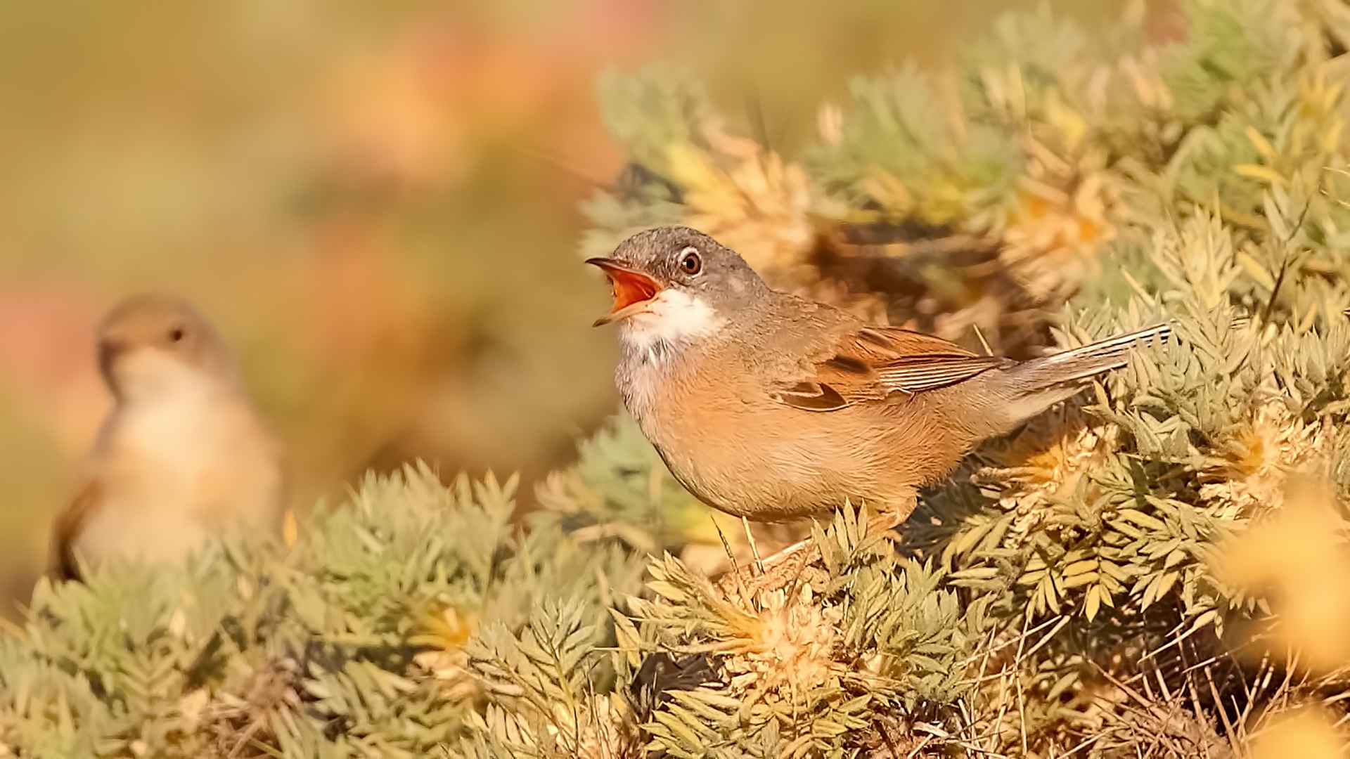 Bozkır ötleğeni