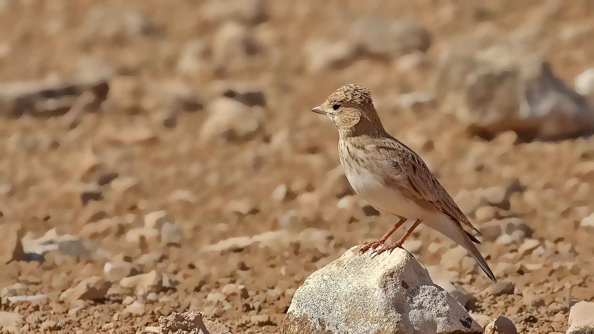 Lesser Short-toed Lark