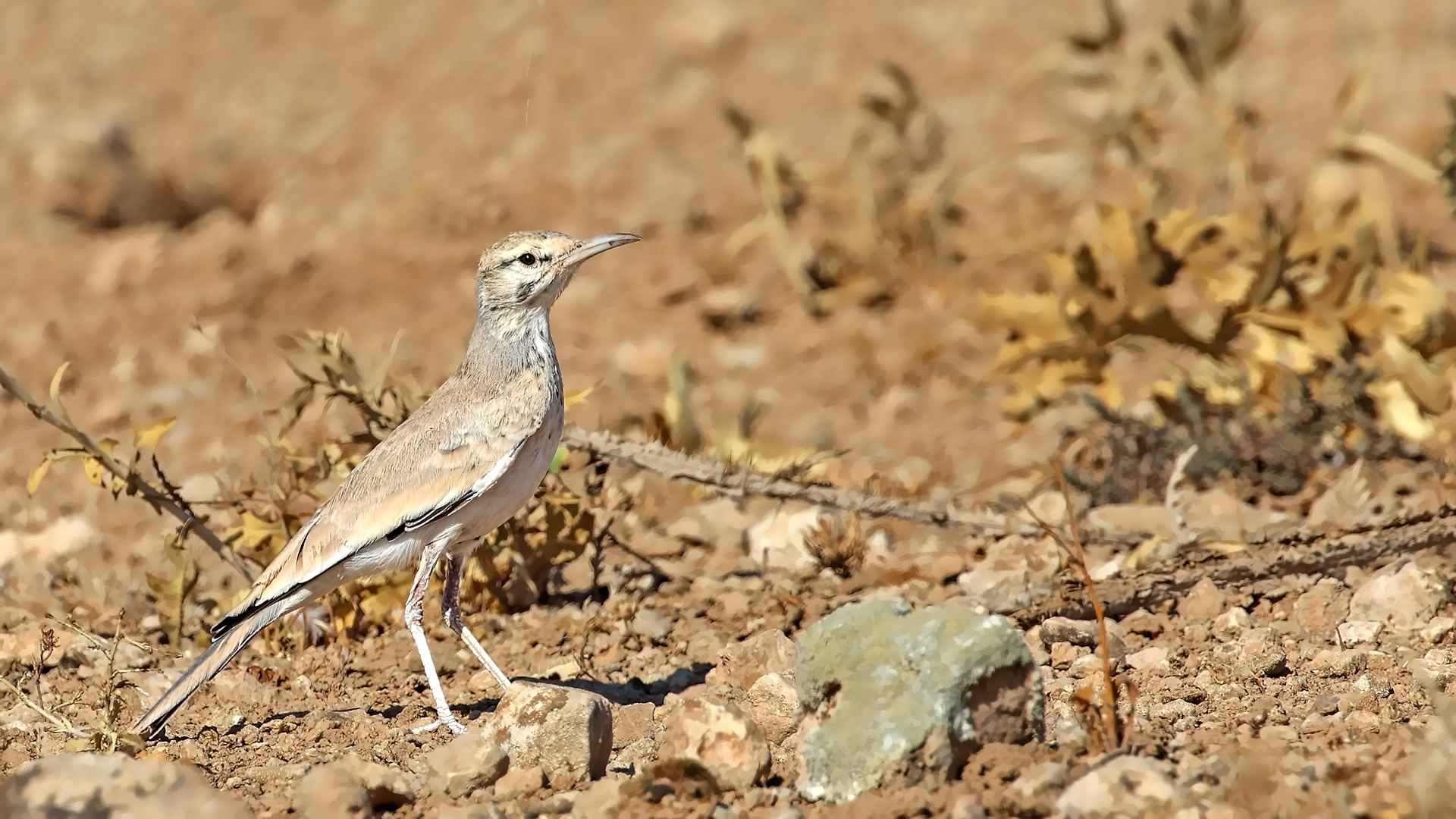 Greater Hoopoe-Lark