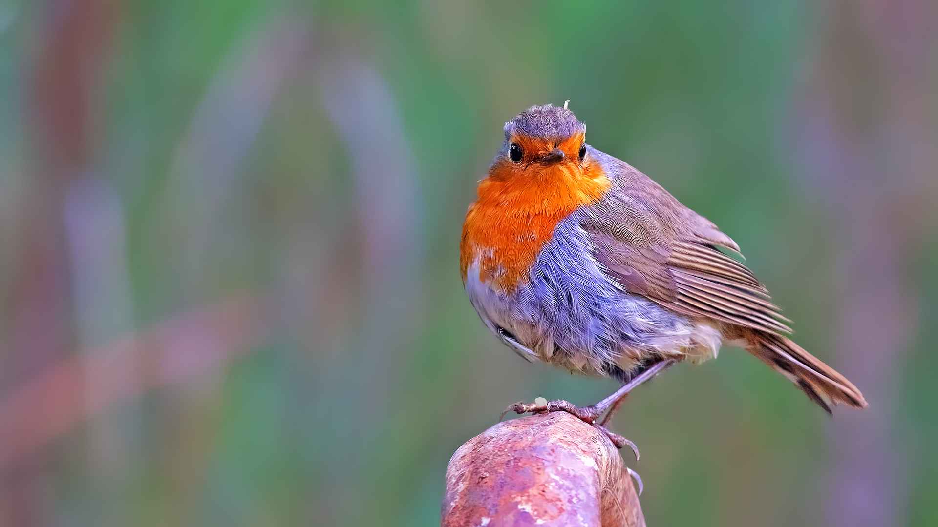 European Robin