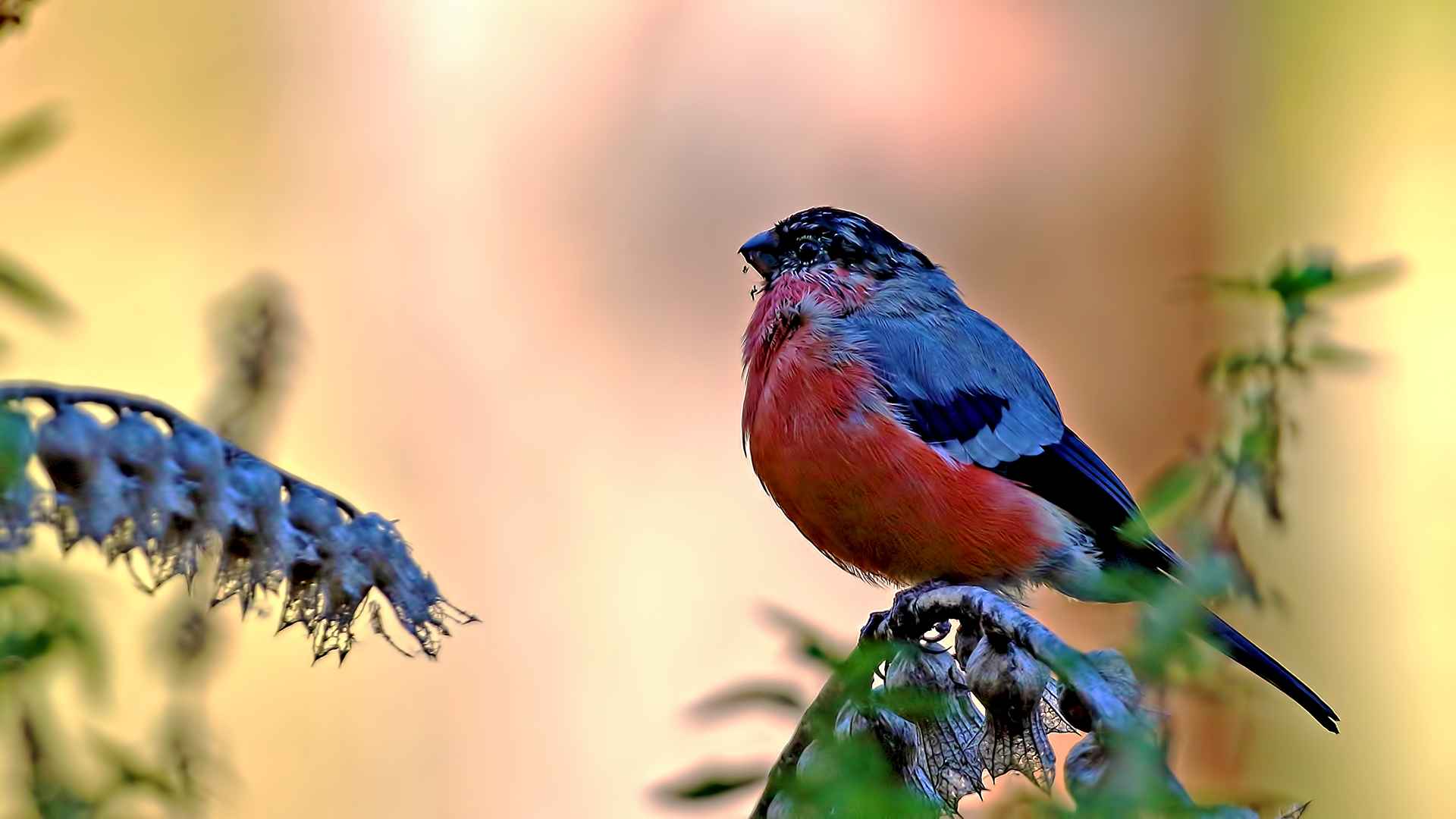 Eurasian Bullfinch
