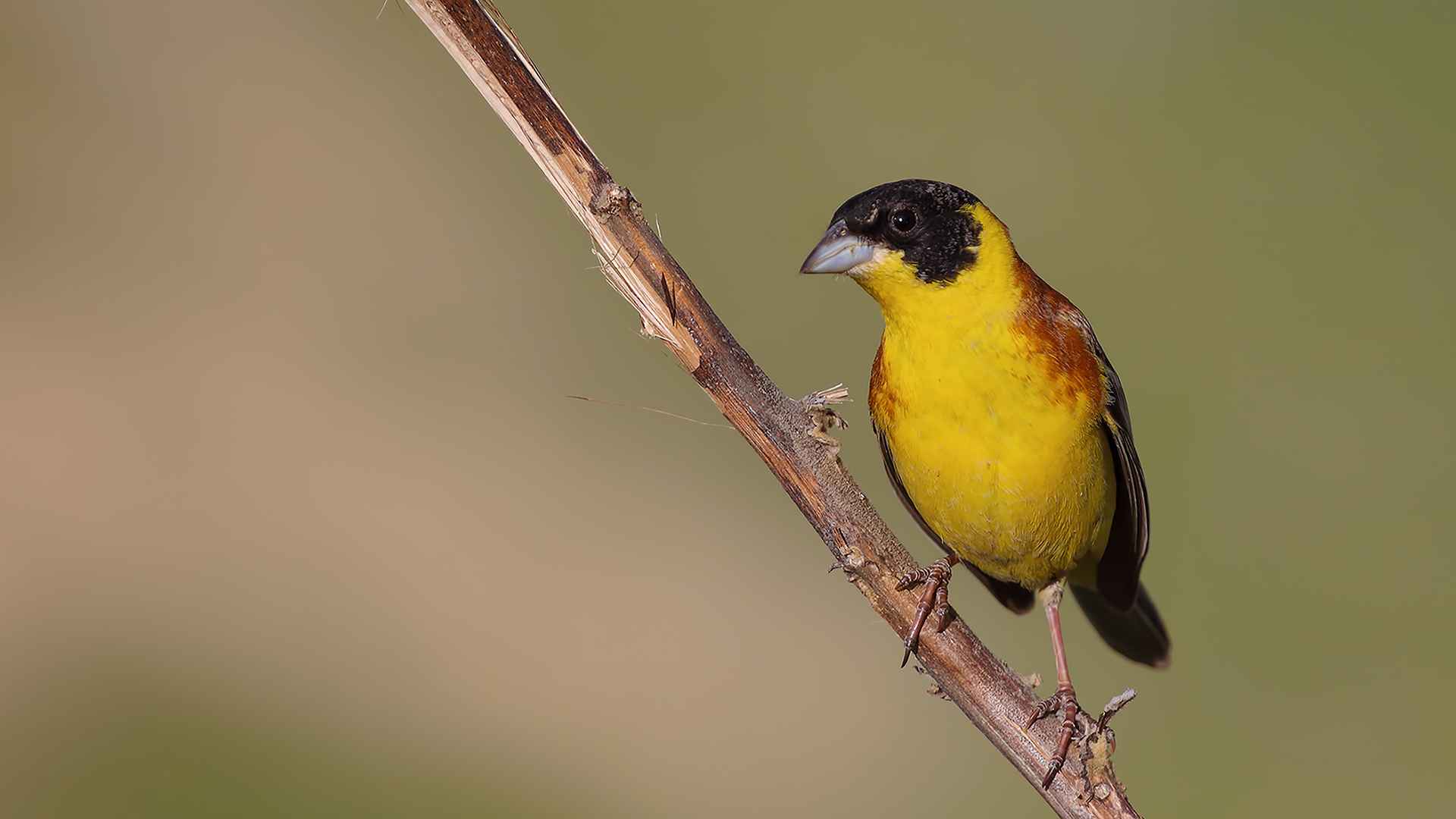 Black-headed Bunting
