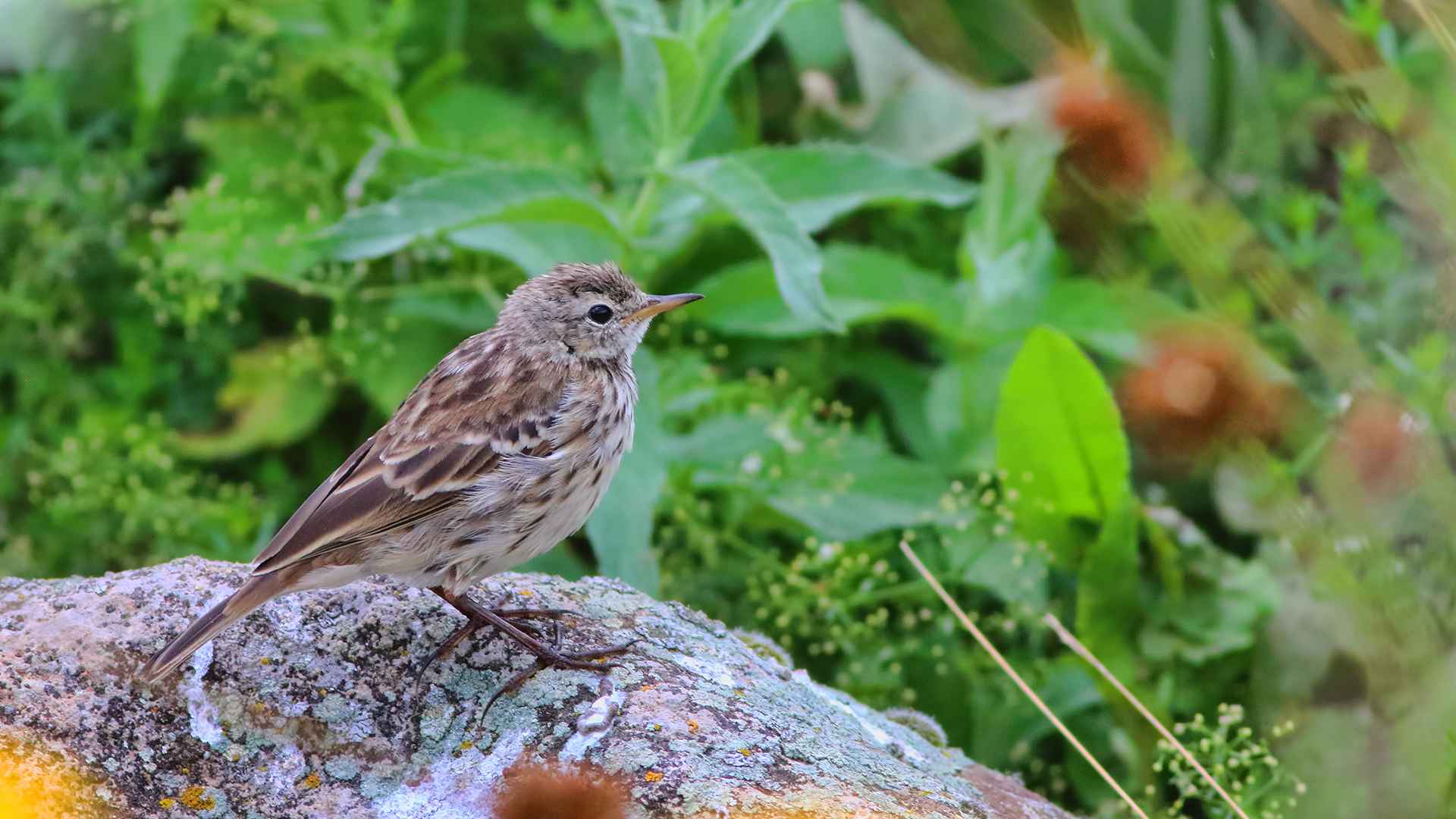 Water Pipit
