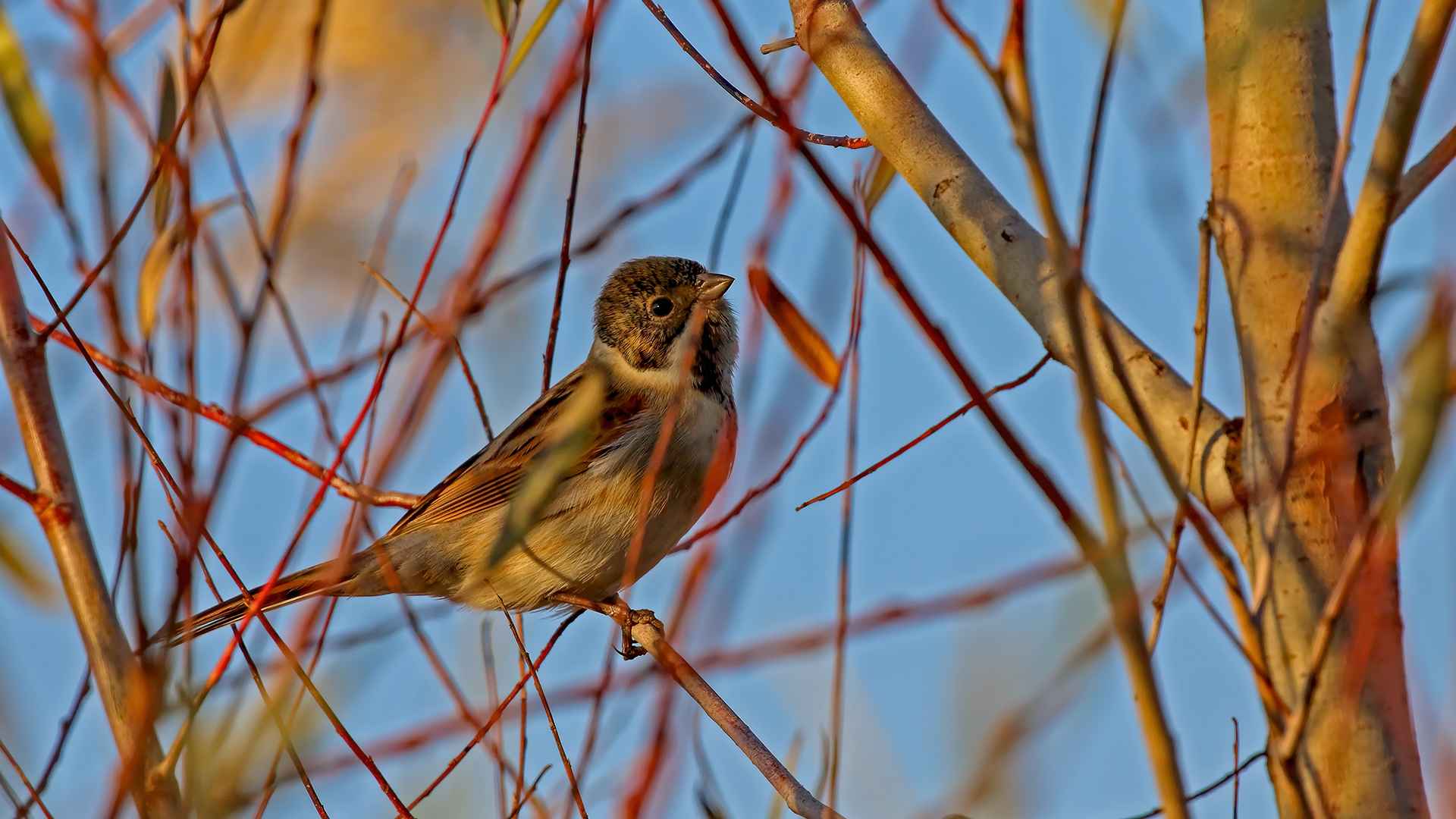 Reed Bunting