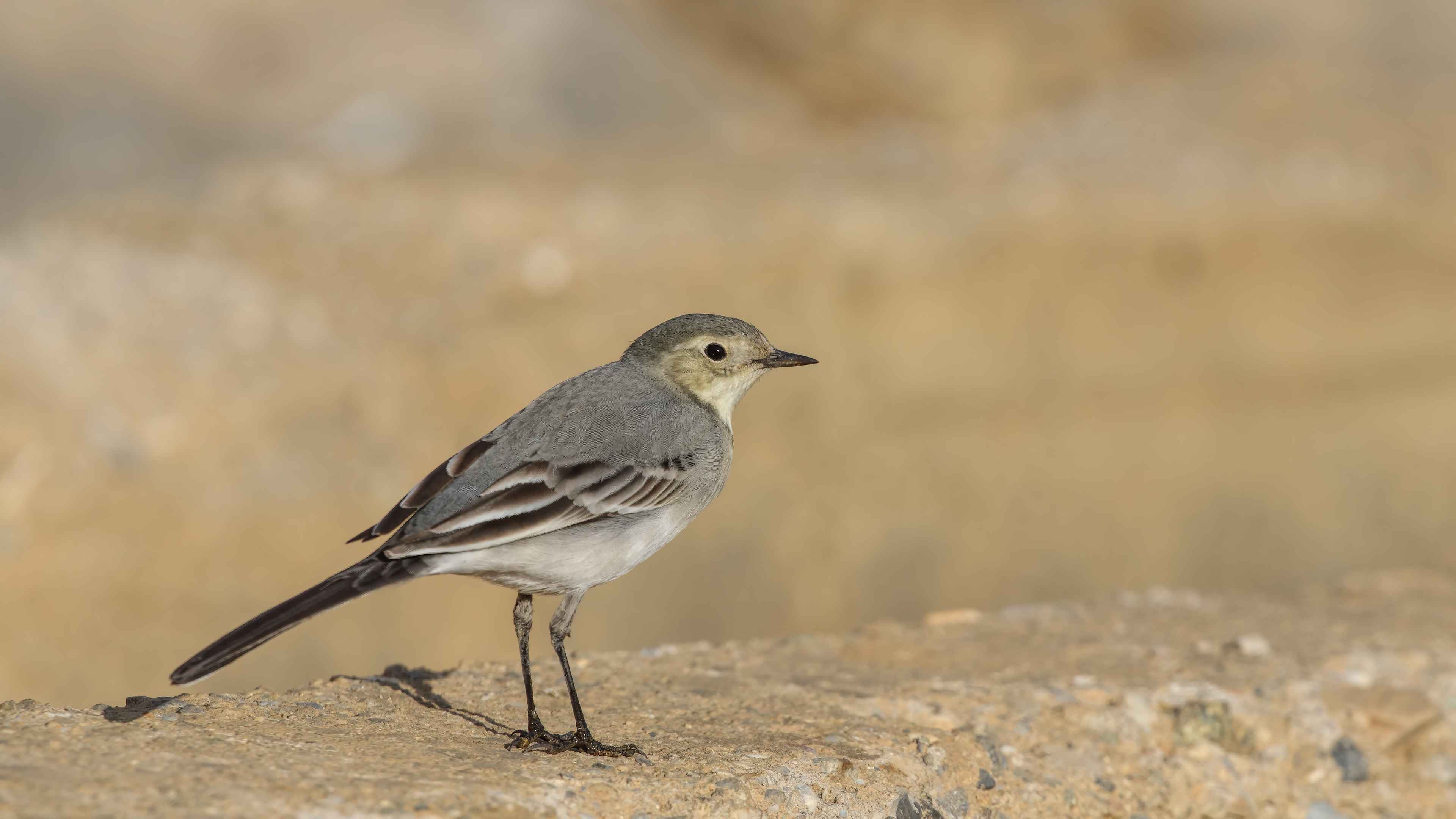 White Wagtail