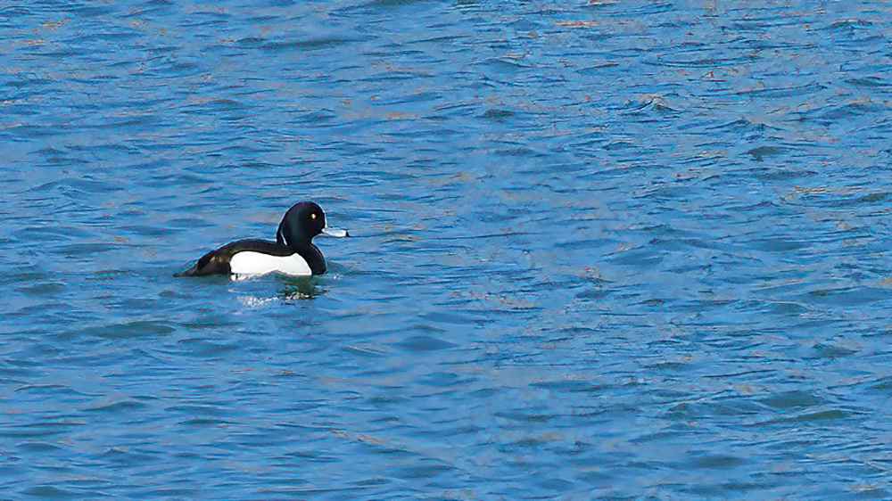Tufted Duck