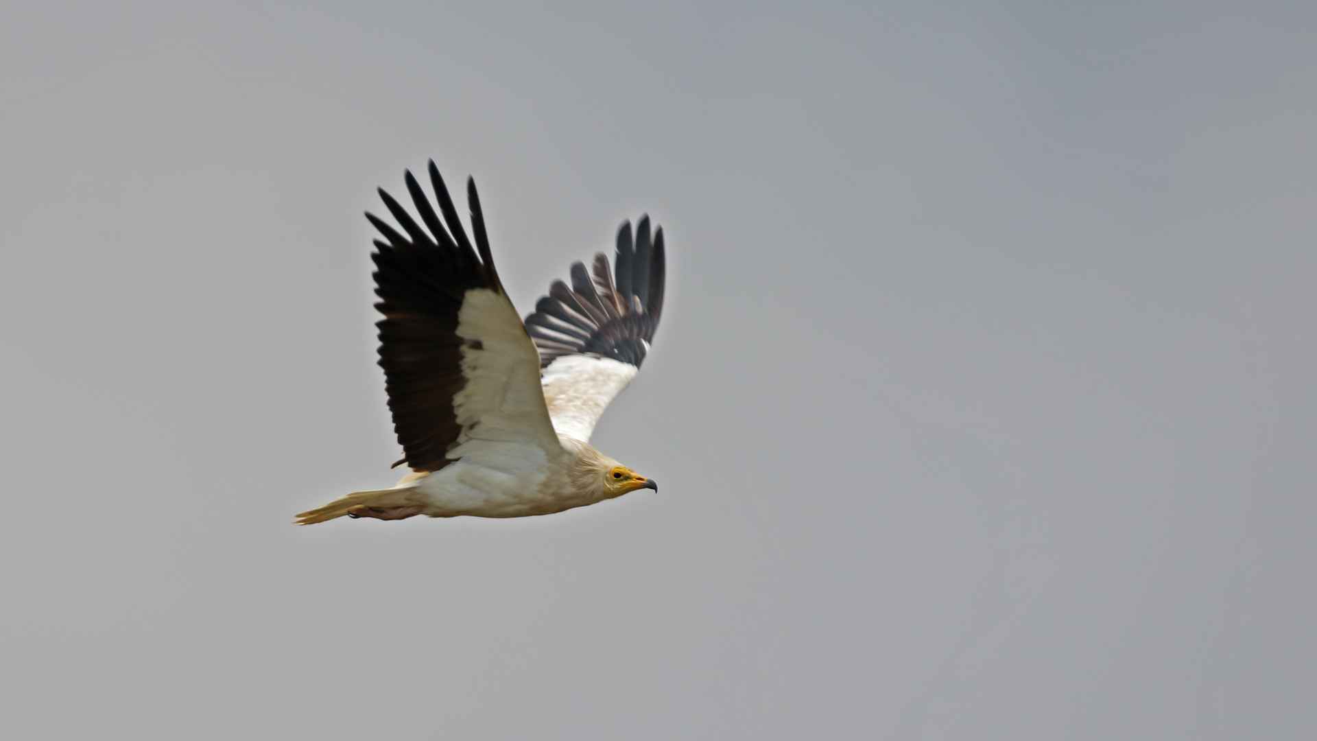 Egyptian Vulture