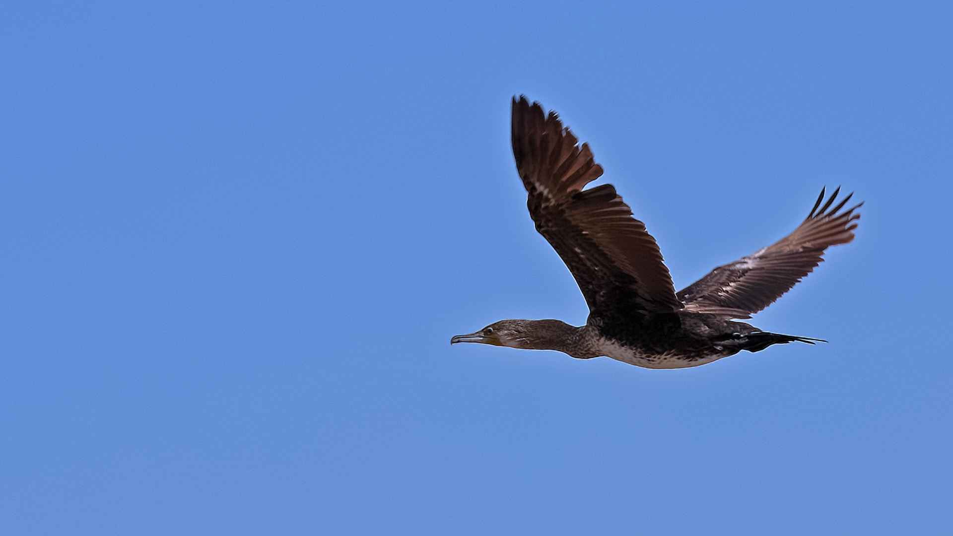 Great Cormorant