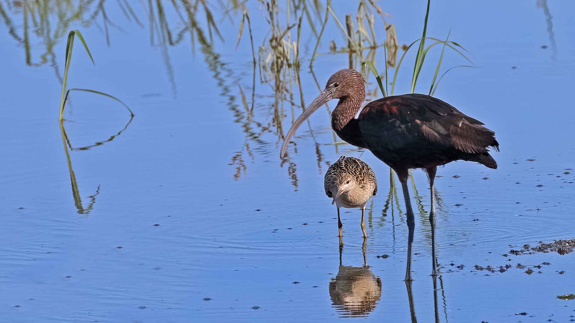 Glossy Ibis