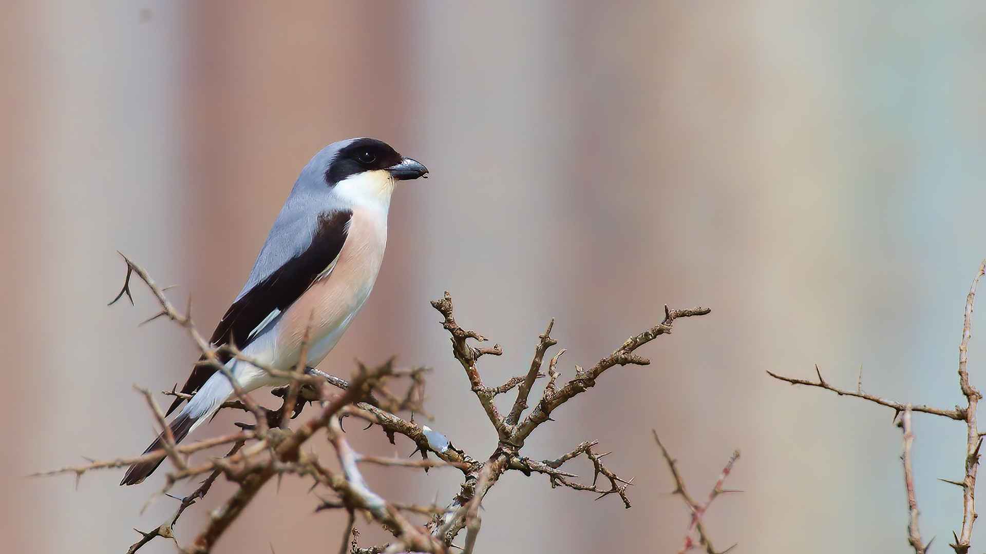 Lesser Gray Shrike
