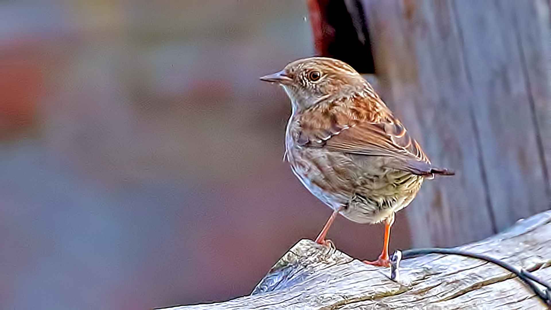 Dunnock