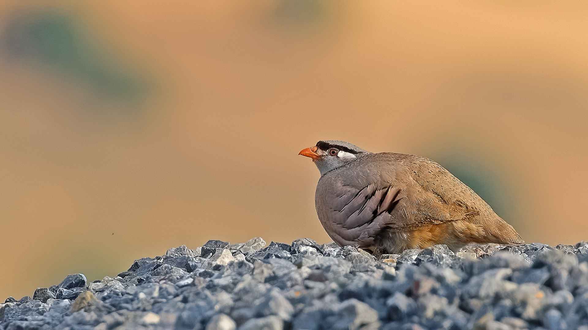 See-see Partridge