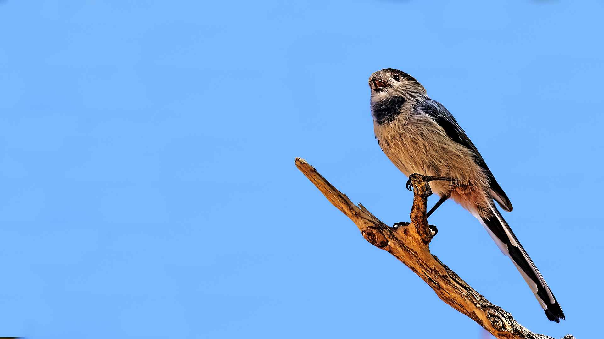 Long-tailed Tit
