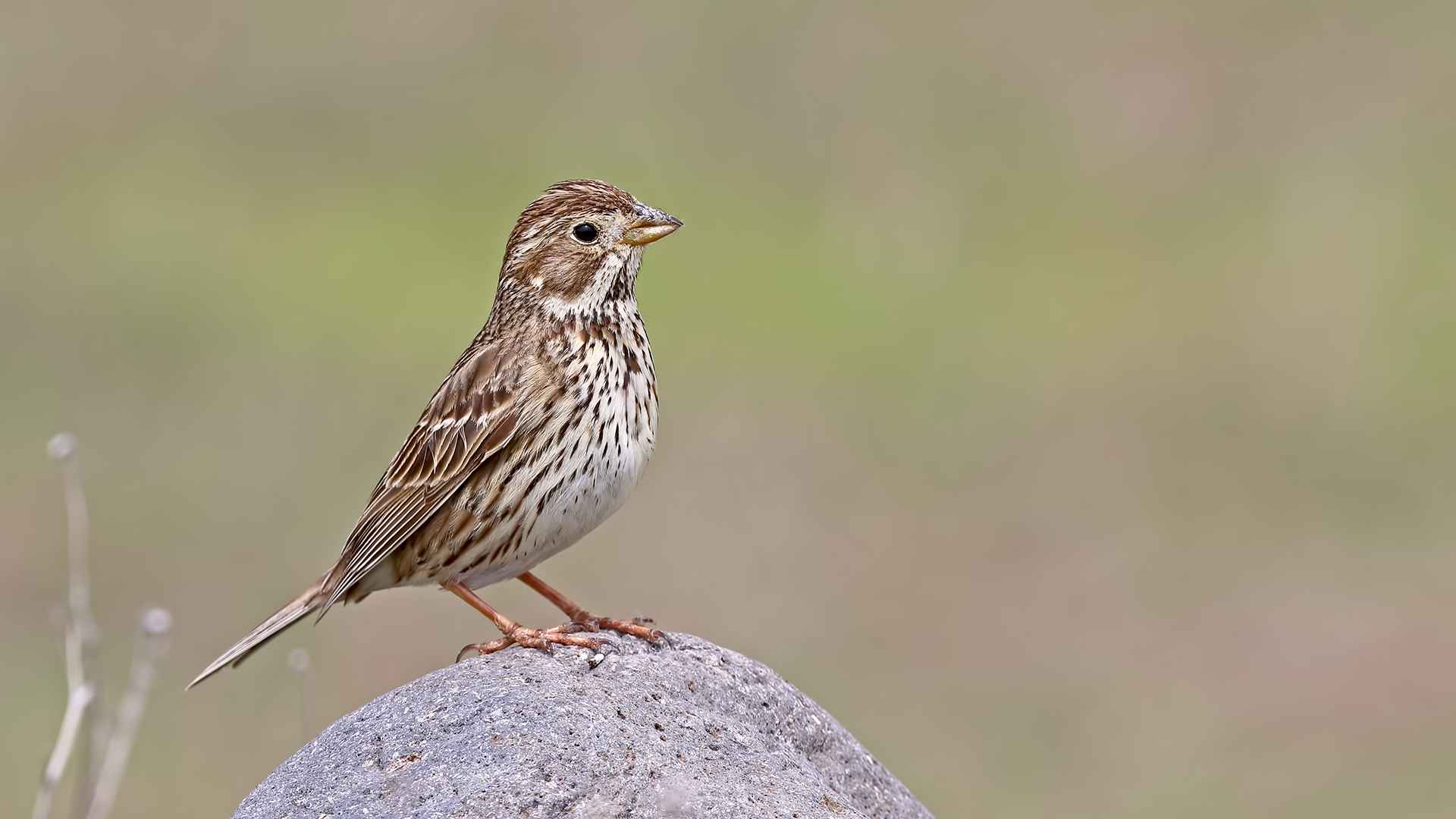 Corn Bunting