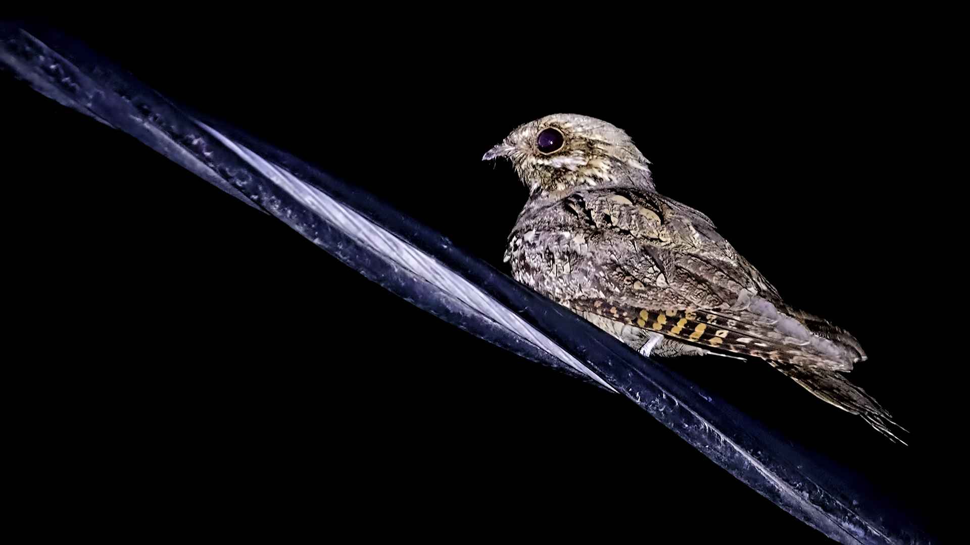 Eurasian Nightjar