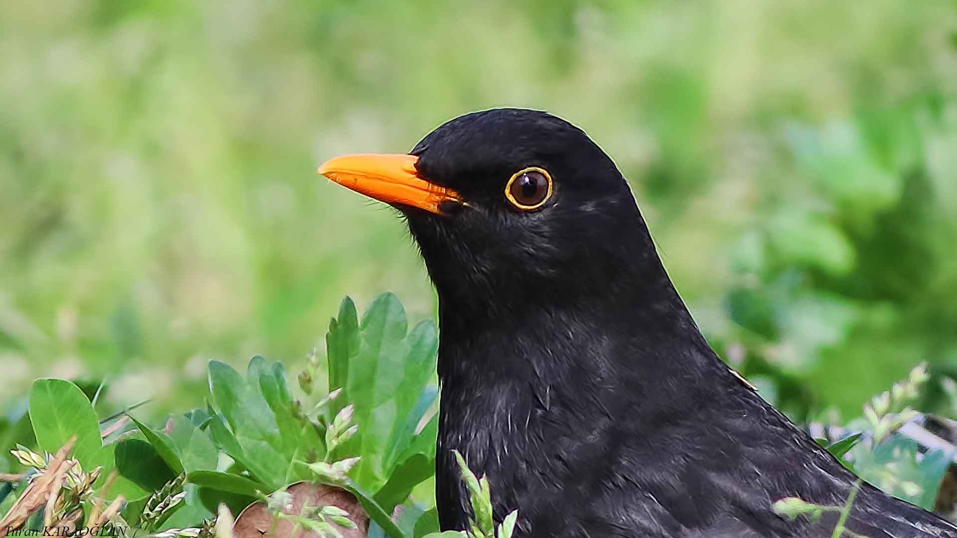 Eurasian Blackbird