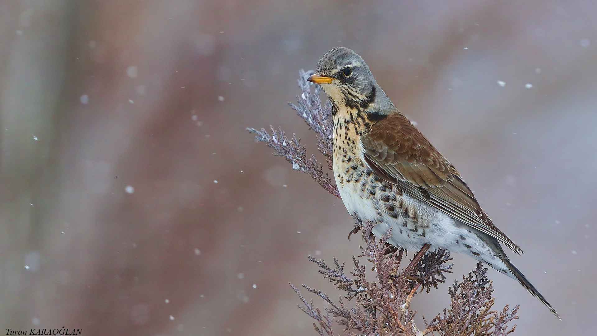 Fieldfare