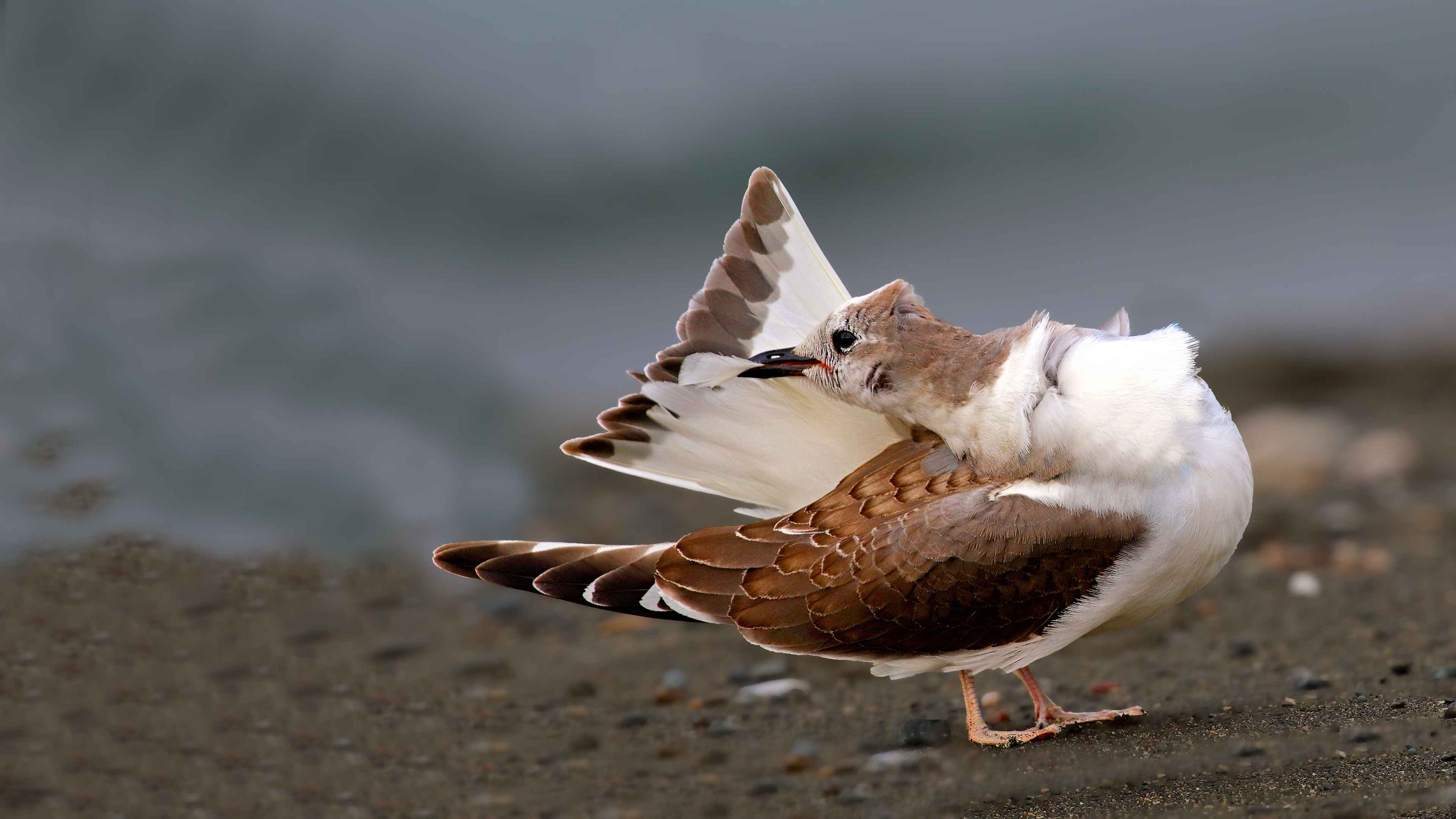 Sabine's Gull