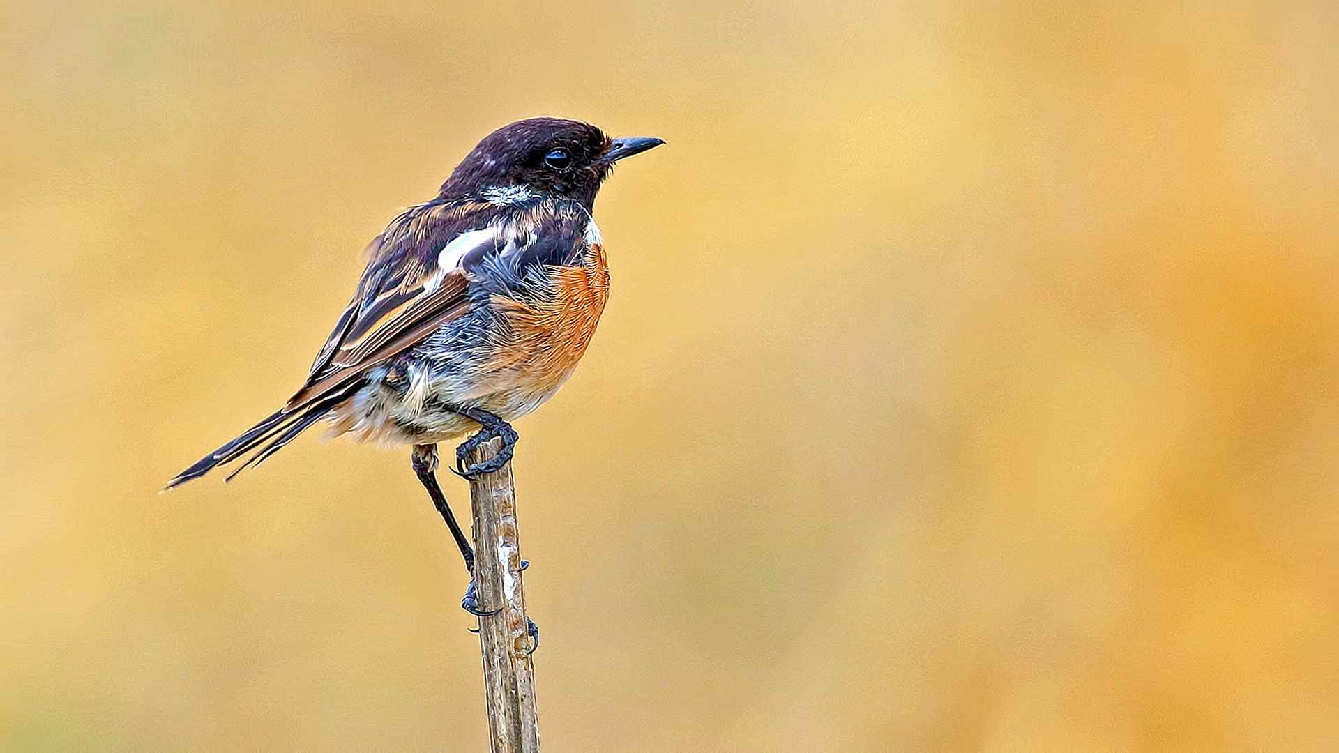 European Stonechat