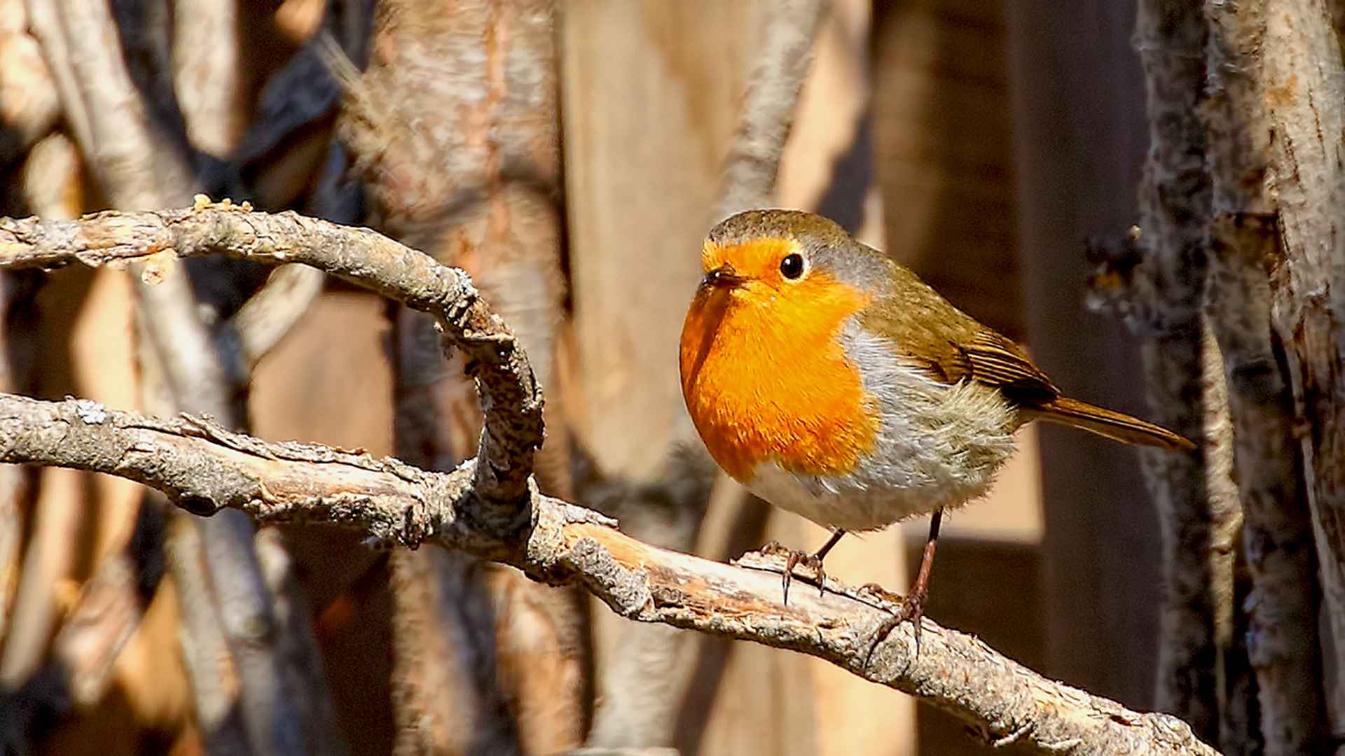 European Robin