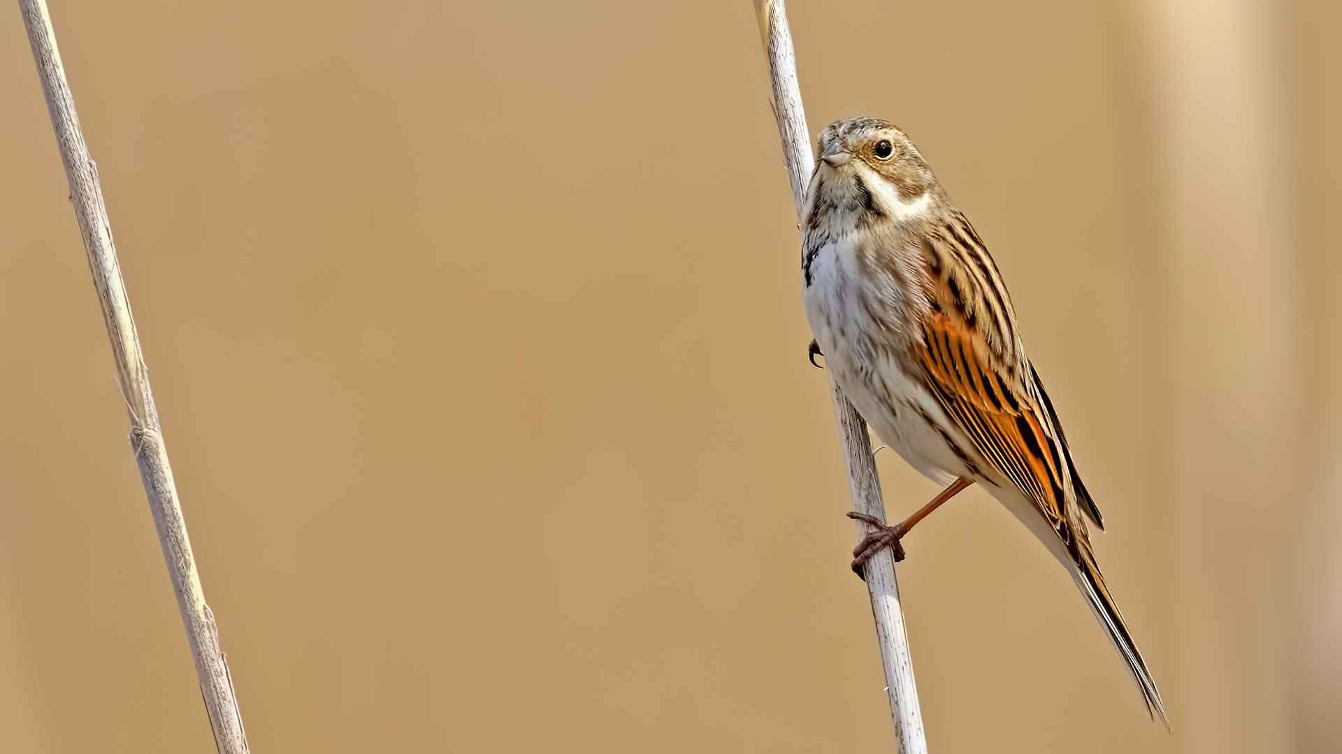 Reed Bunting