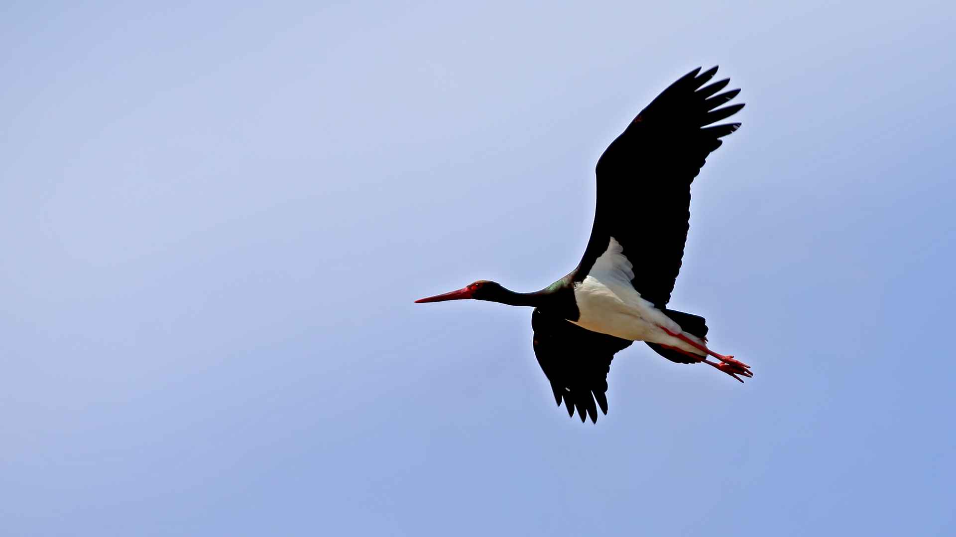 Black Stork