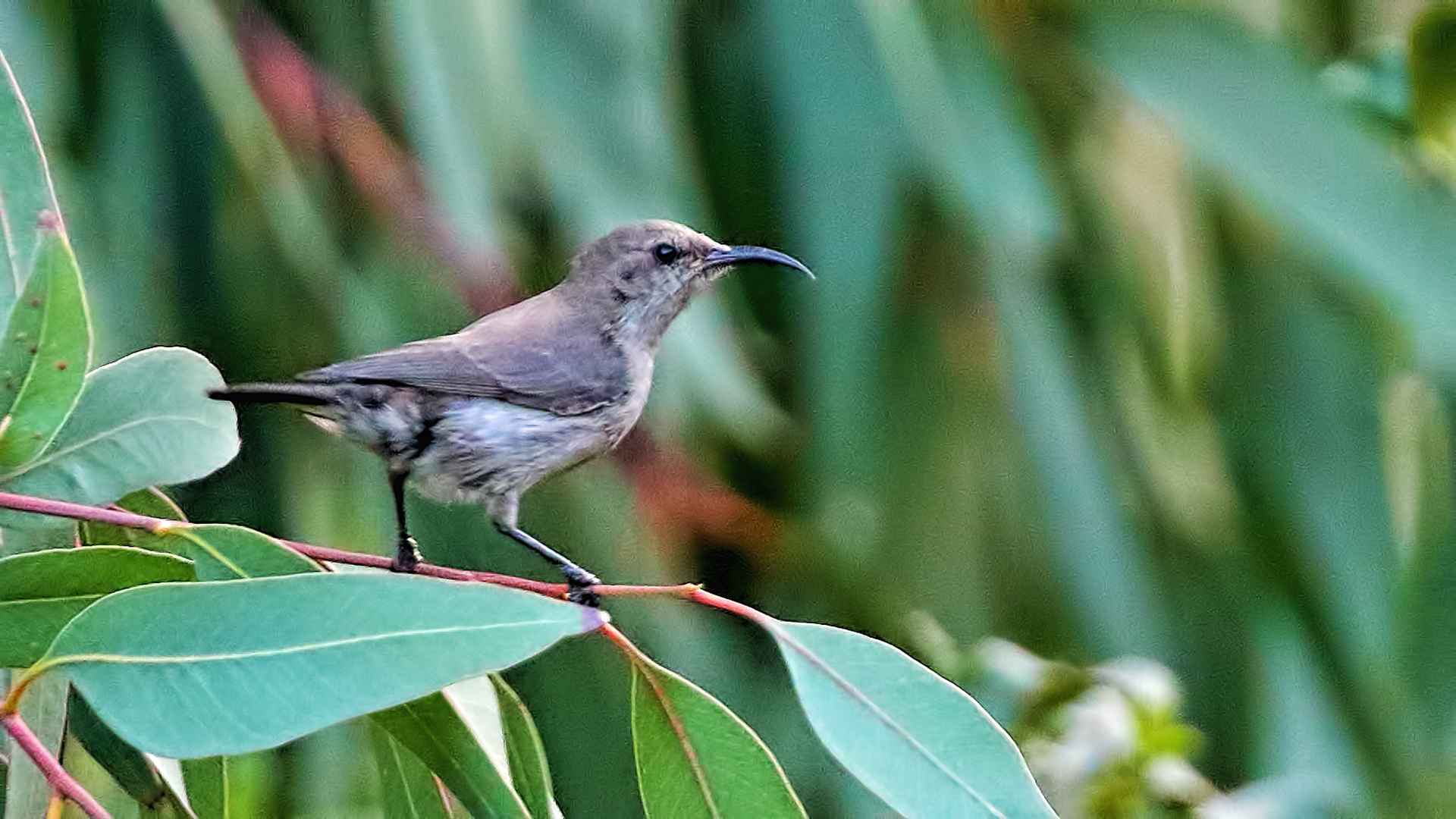 Filistin Nektarkuşu