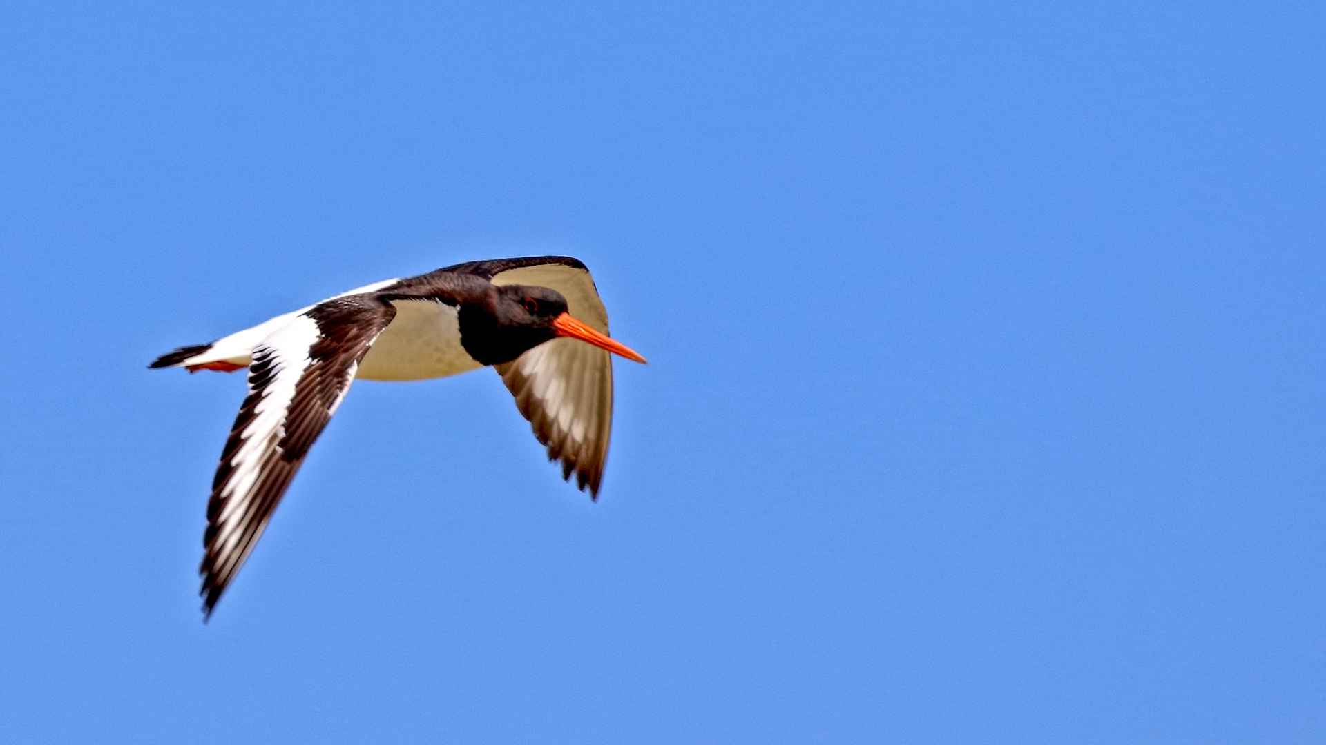 Eurasian Oystercatcher
