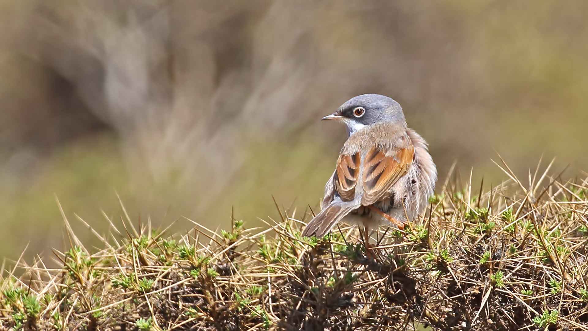 Spectacled Warbler