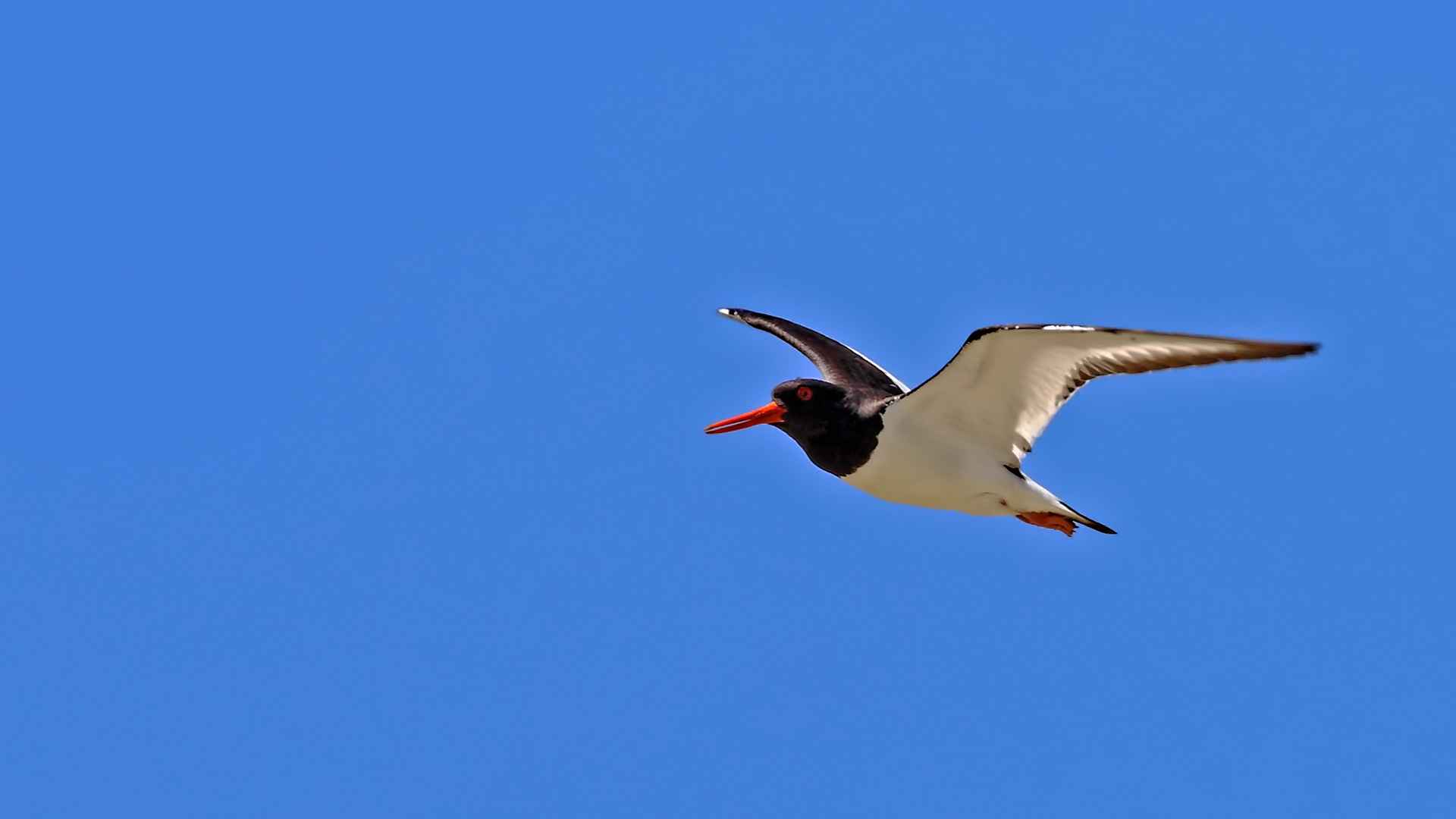 Eurasian Oystercatcher
