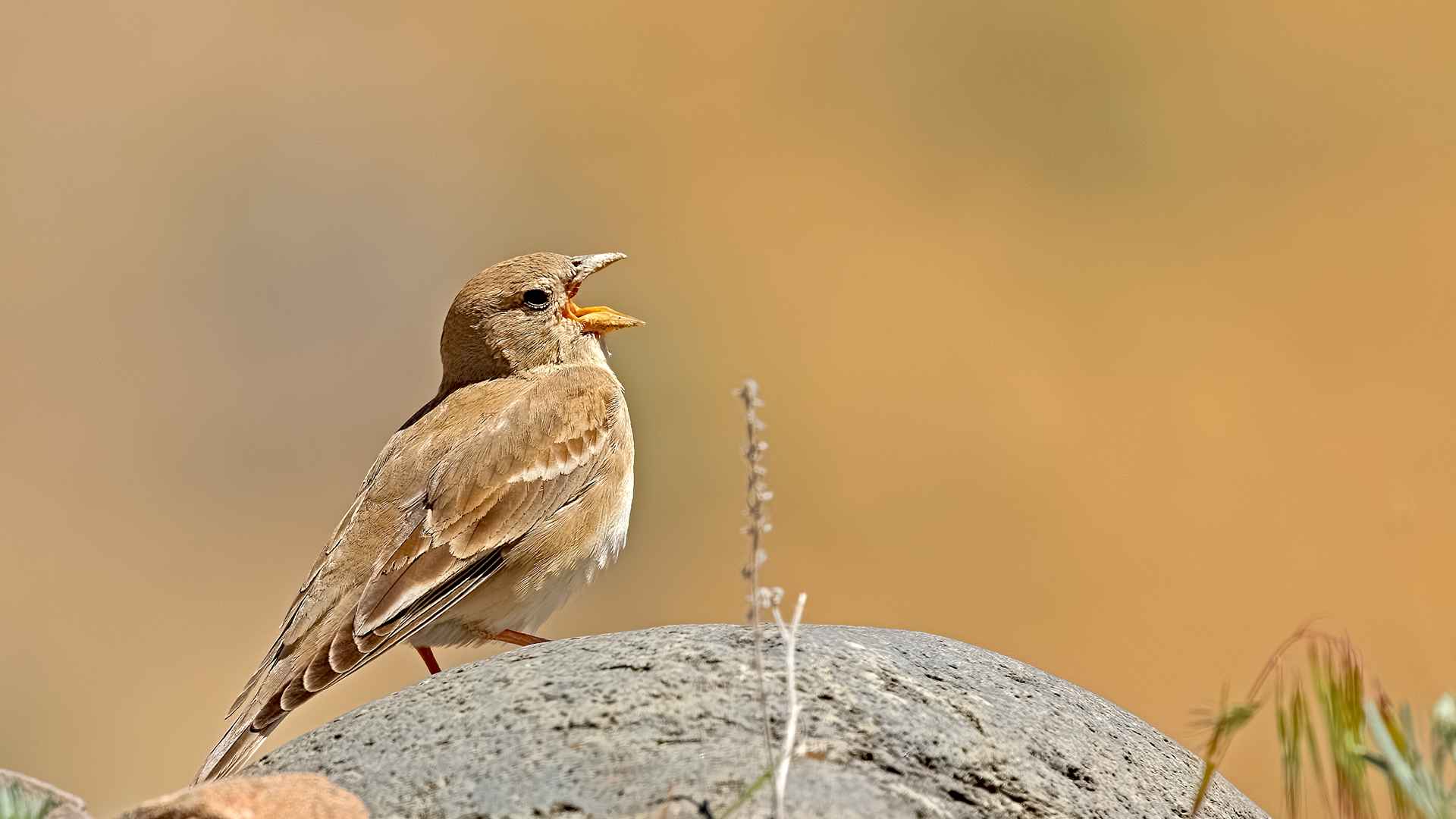 Pale Rockfinch
