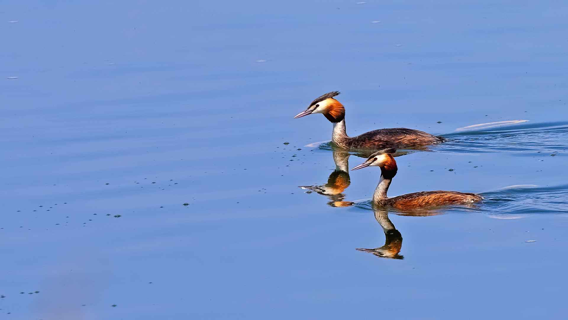 Great Crested Grebe