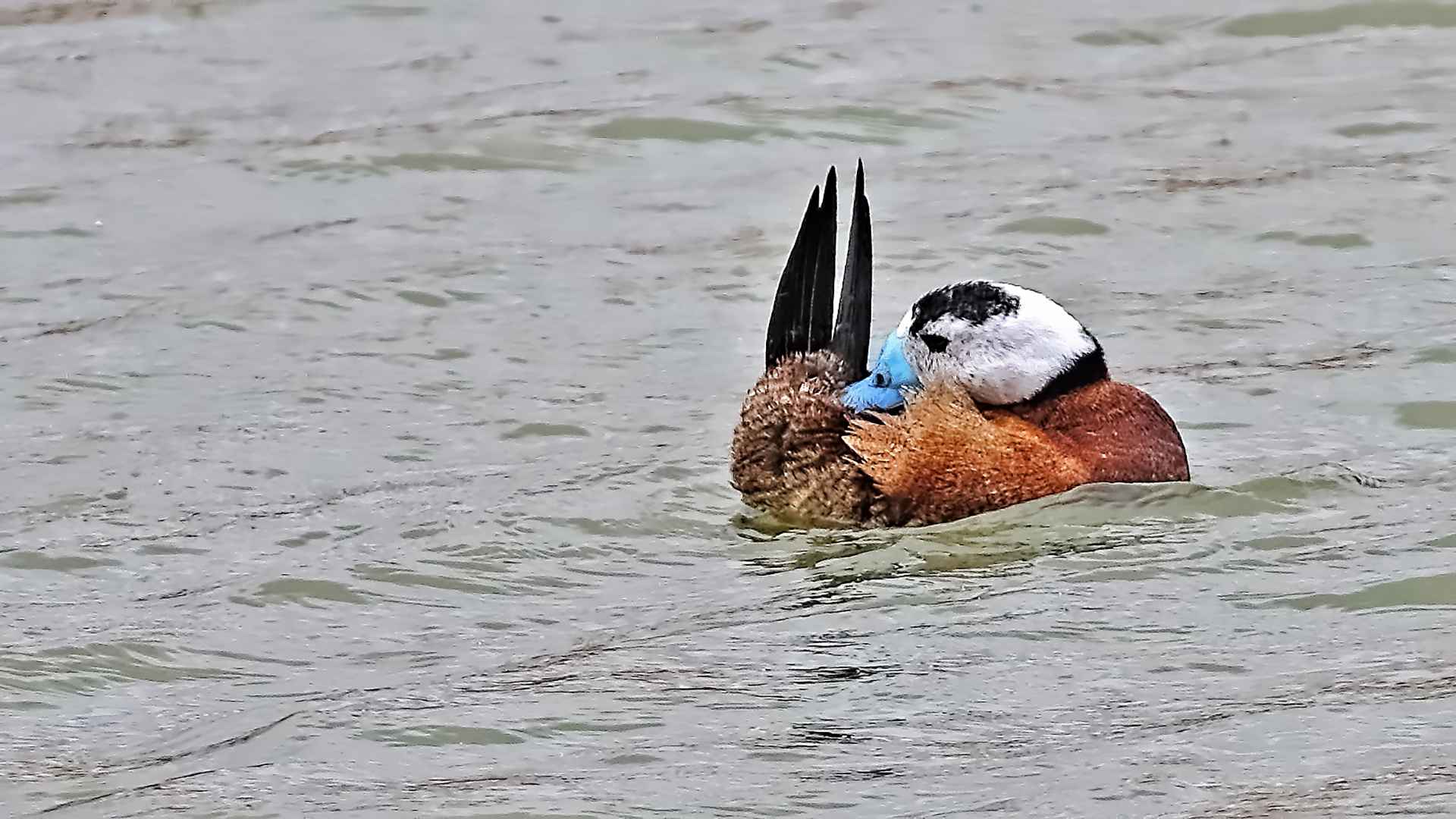 Dikkuyruk
