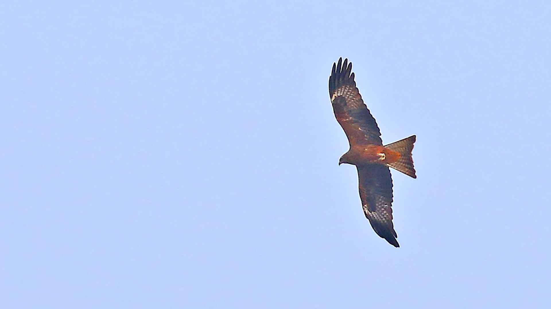 Red Kite