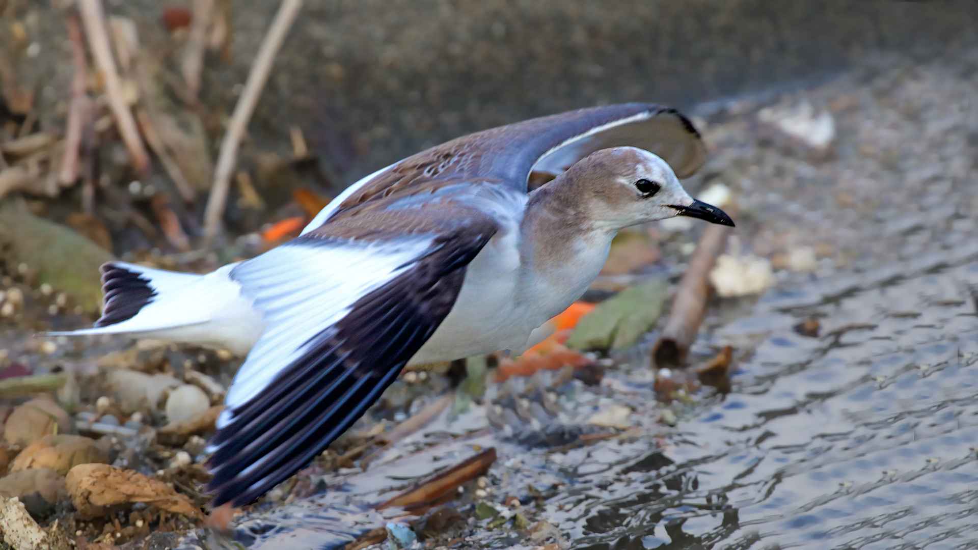 Sabine's Gull