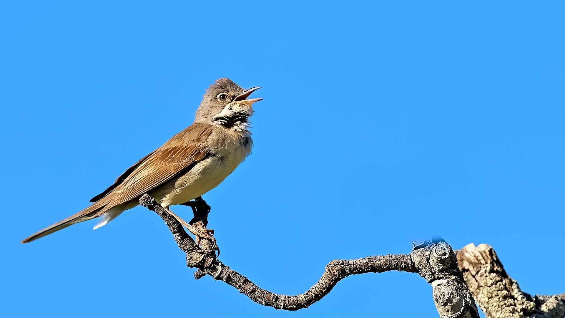 Greater Whitethroat
