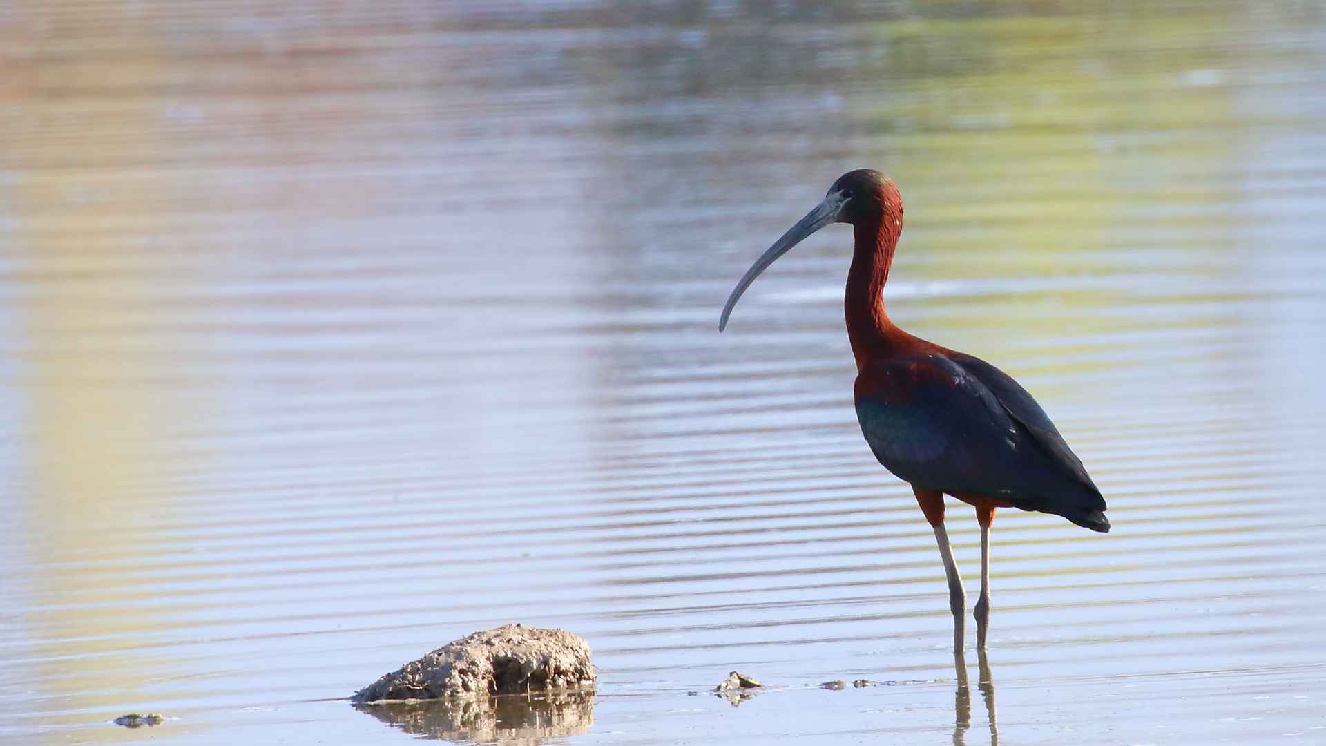 Glossy Ibis