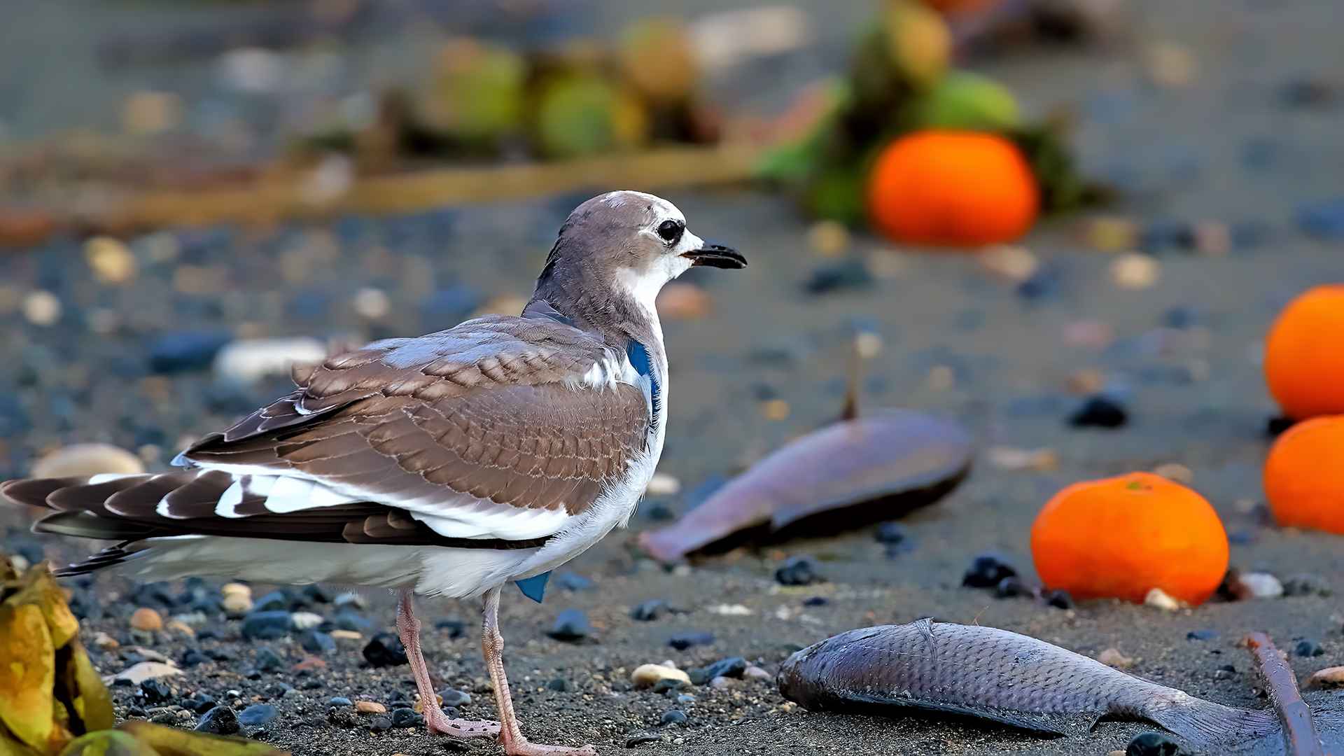 Sabine's Gull