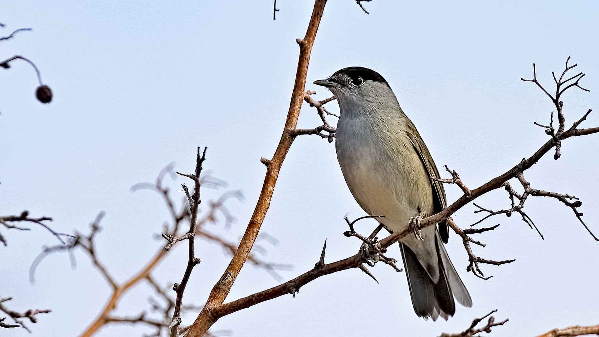Eurasian Blackcap