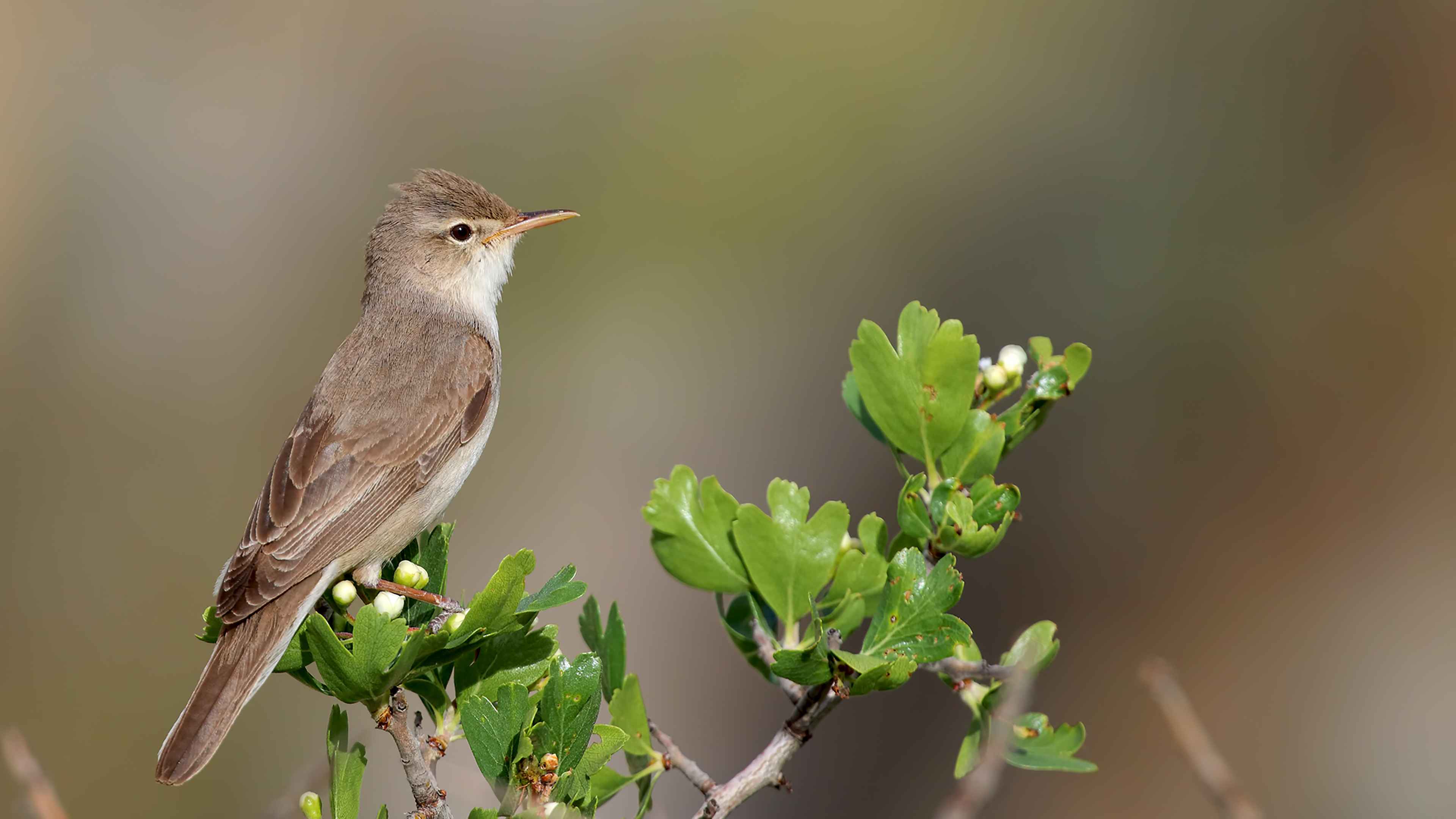 Upcher's Warbler