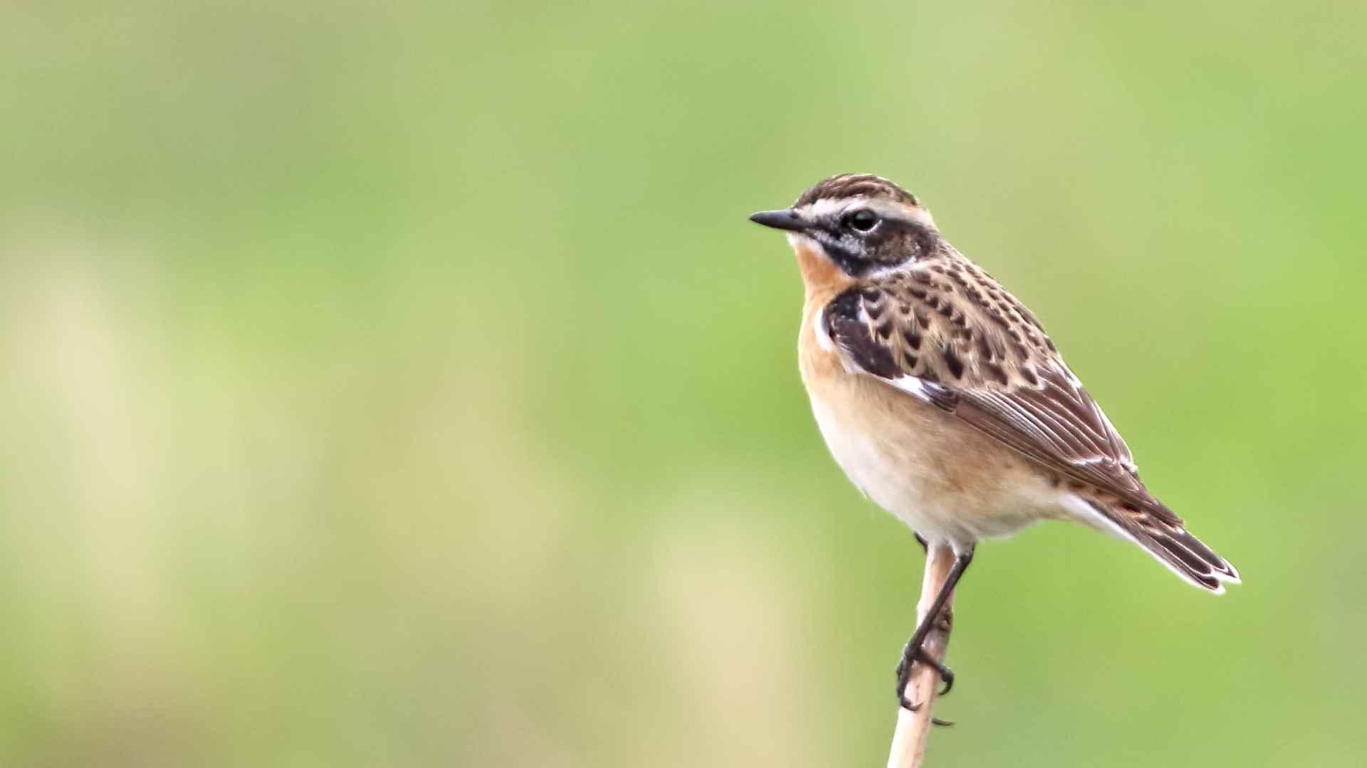 Whinchat