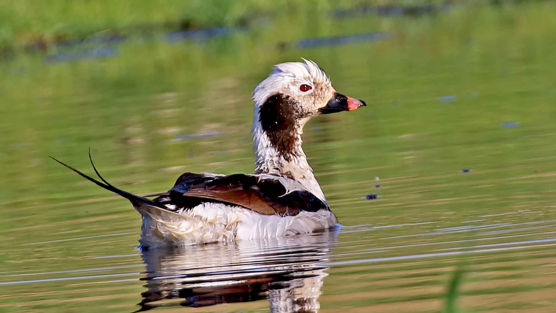 Long-tailed Duck