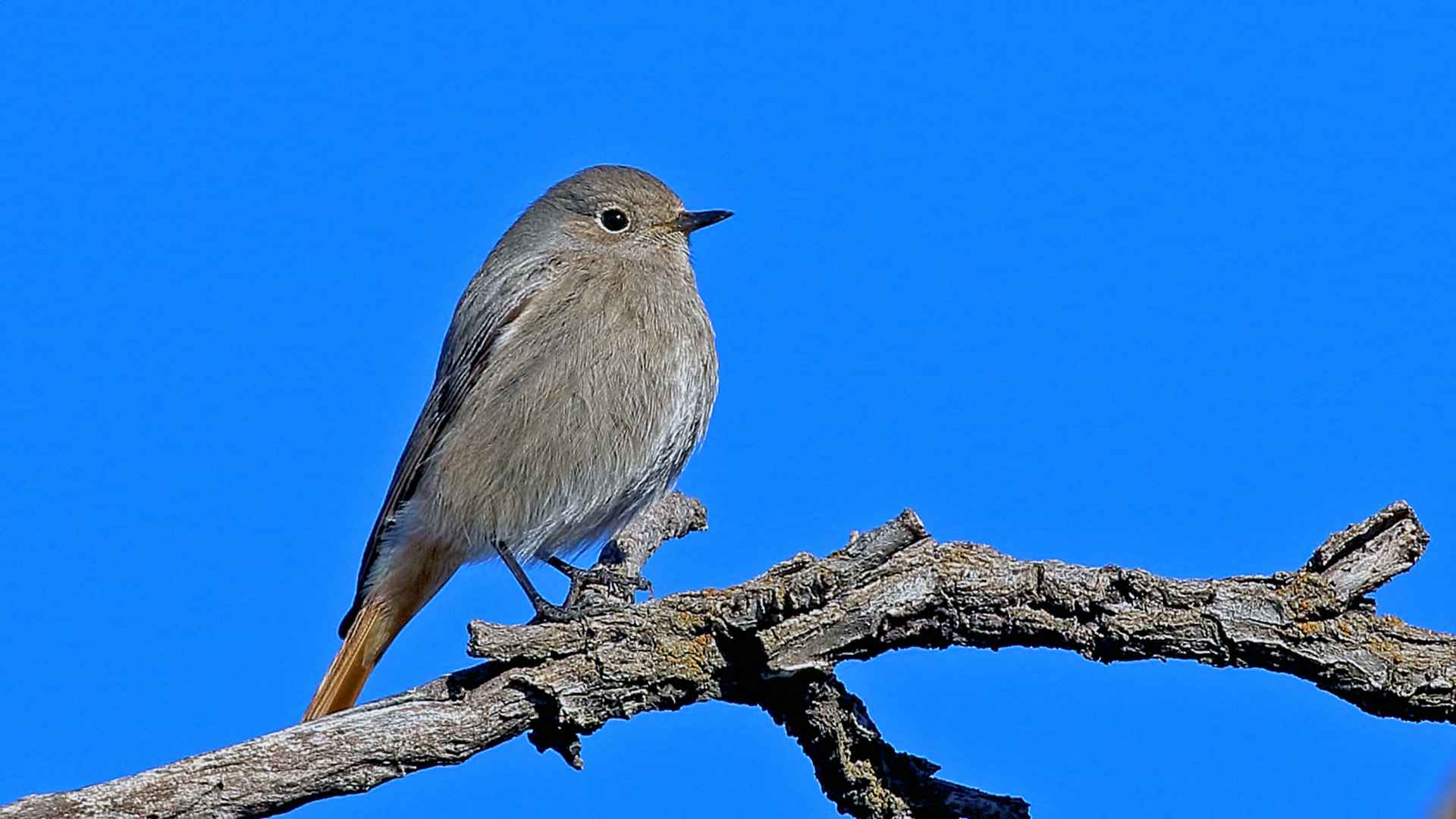 Black Redstart